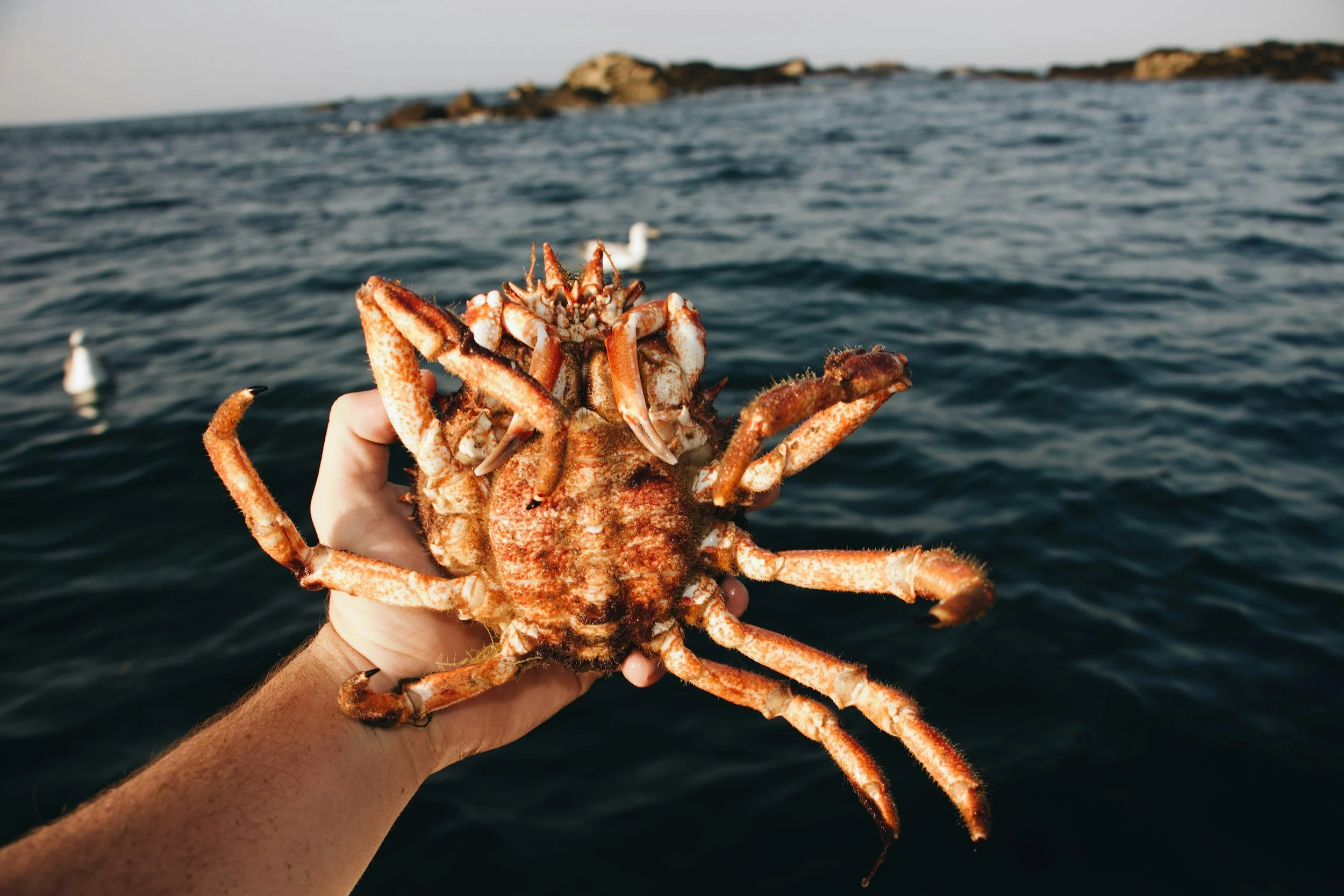 A person holding a large cooked crab over the ocean with a rocky shoreline in the background.