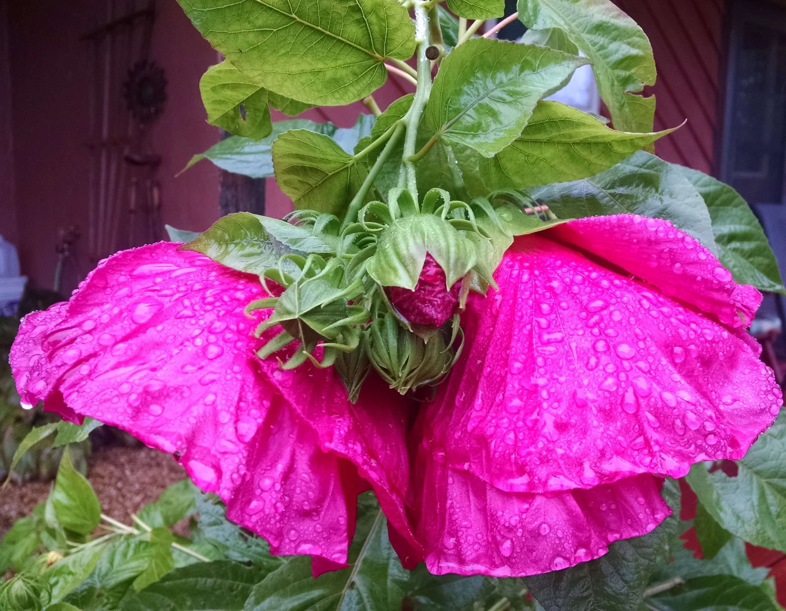 IMG_20161001_095846308 (2).jpg