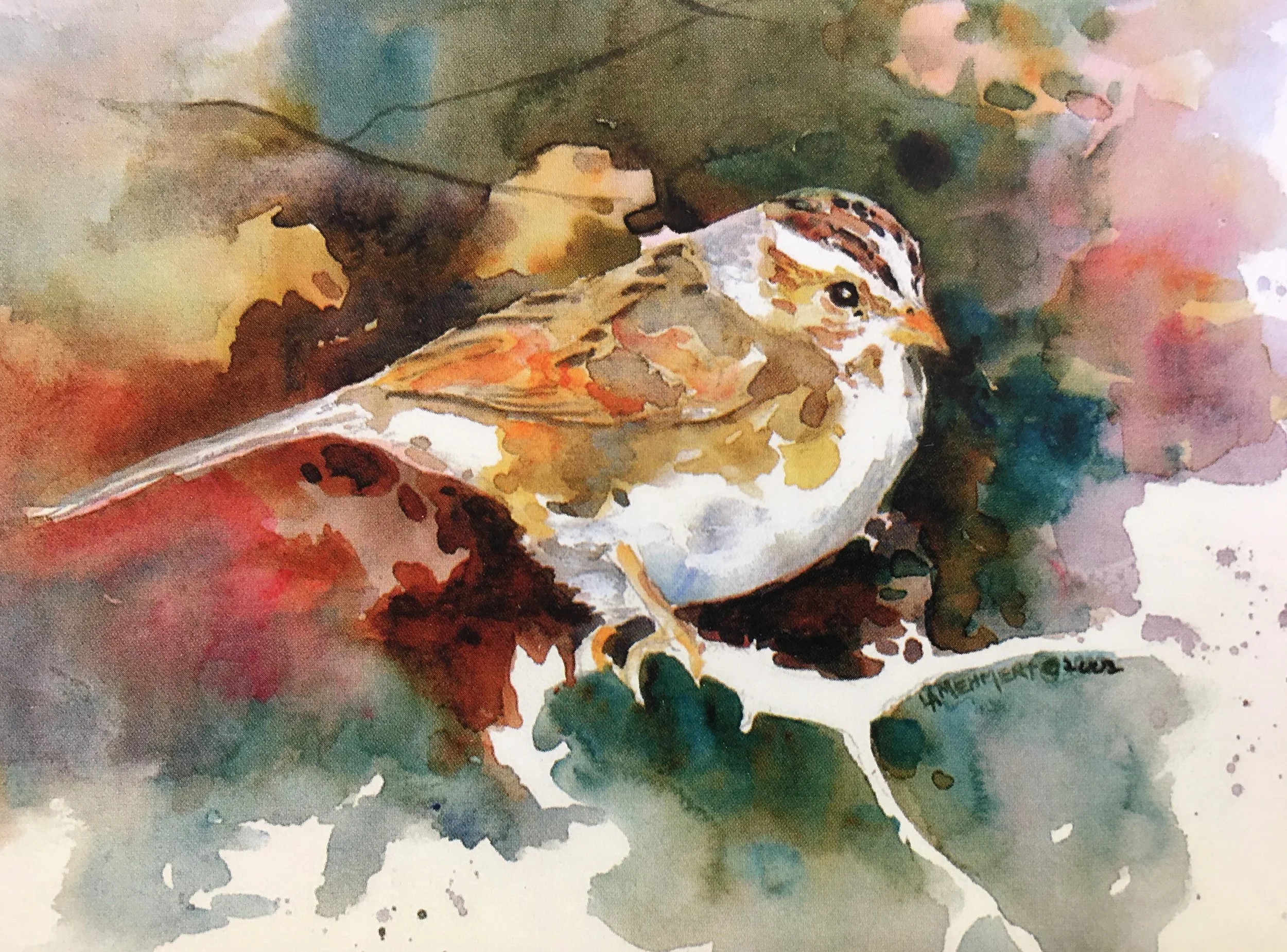 Clay Colored Sparrow01312_5275.JPG