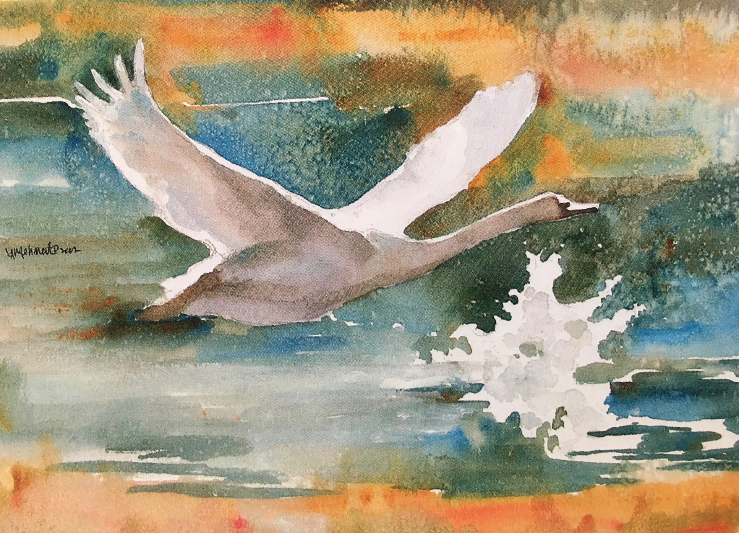 Trumpeter Swan01317_5274.JPG