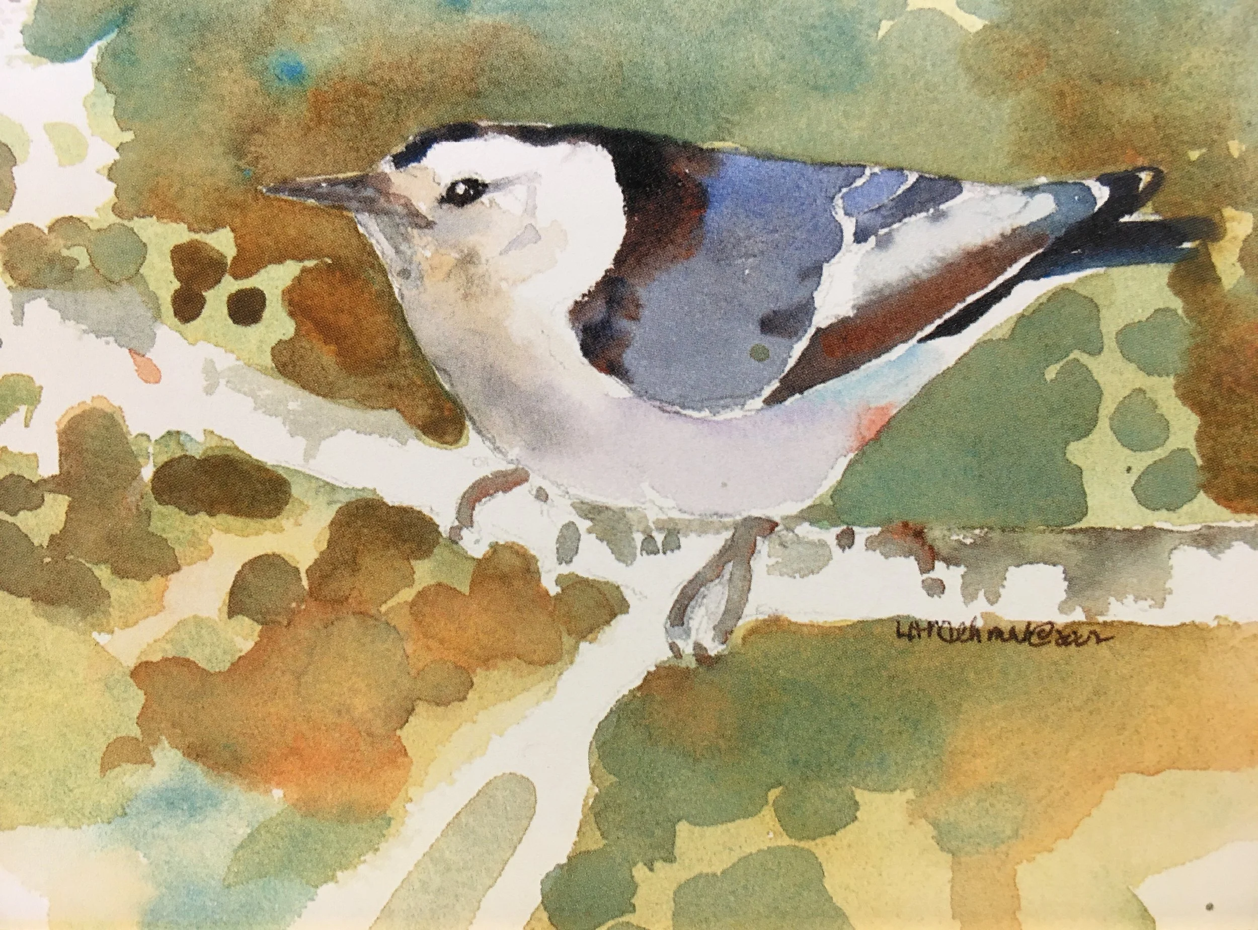 White Breasted Nuthatch01323_5290.JPG