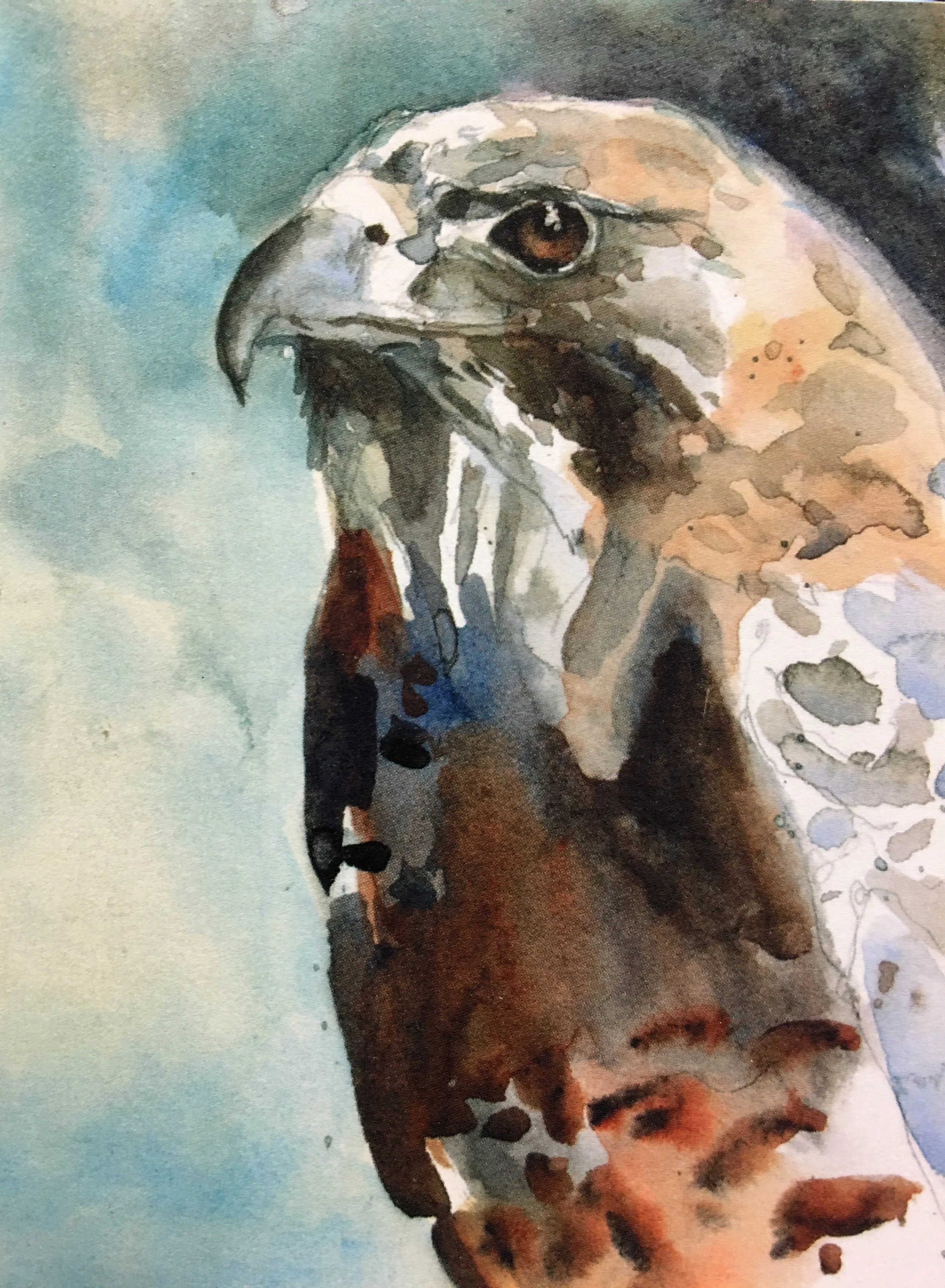 Swainsons Hawk01404_5520.JPG