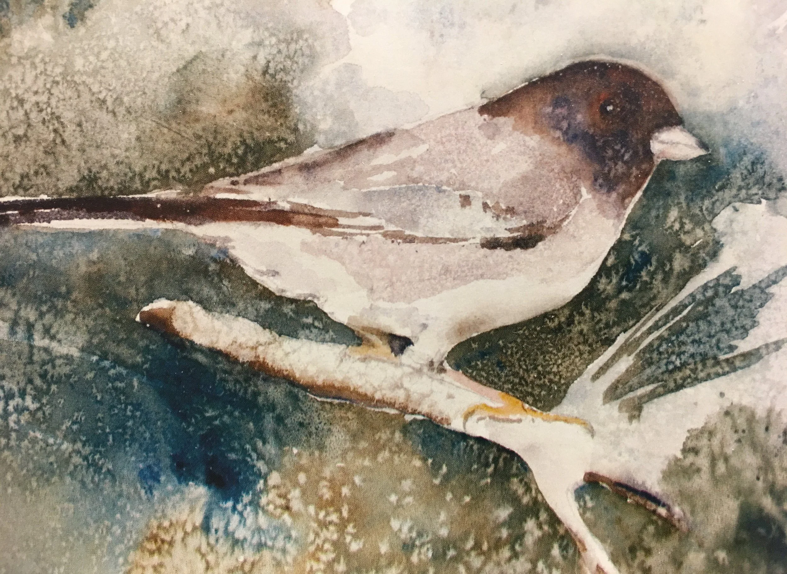 Oregon Junco01624_5910.JPG