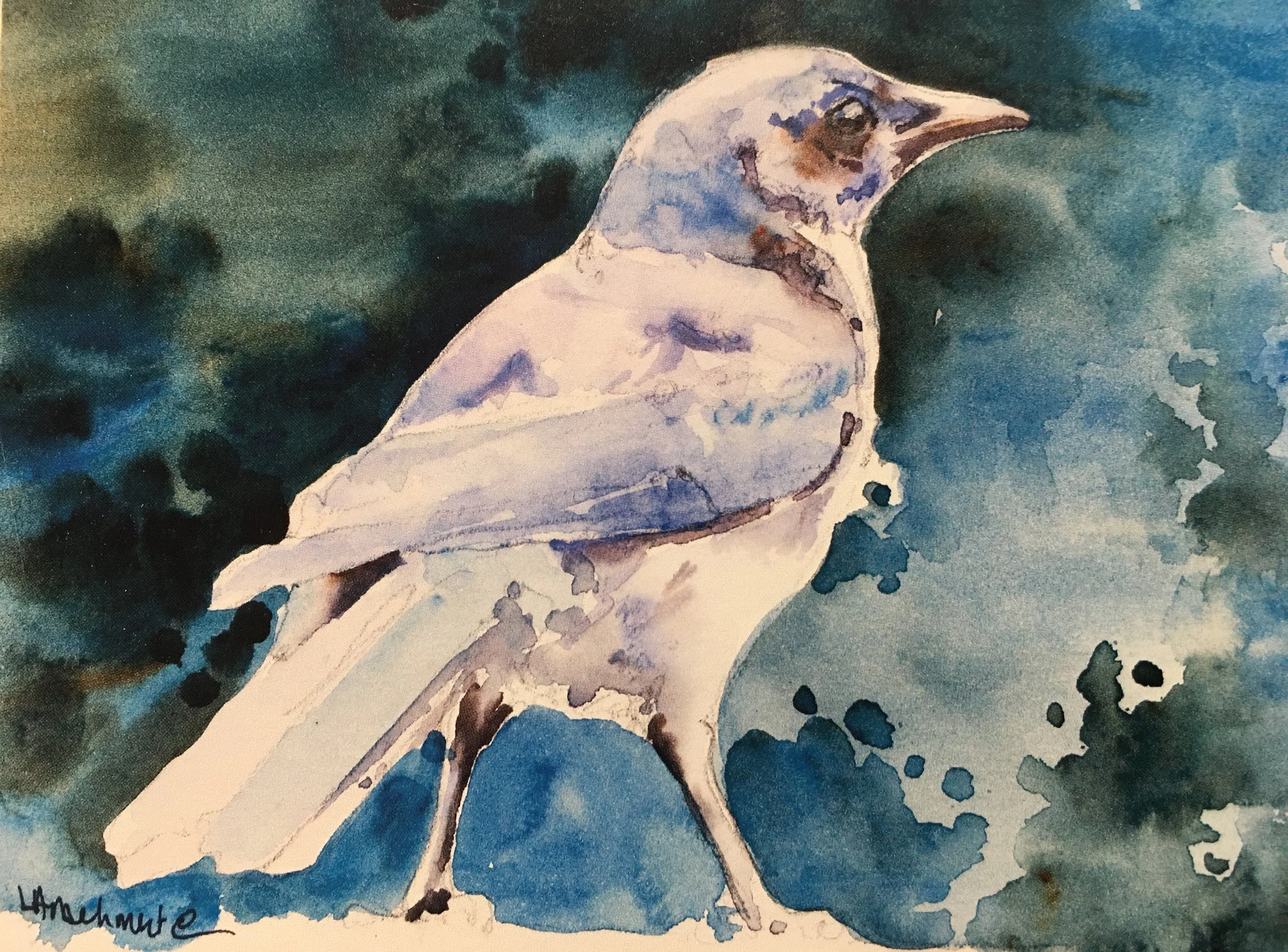 Scrub Jay01569_5903.JPG