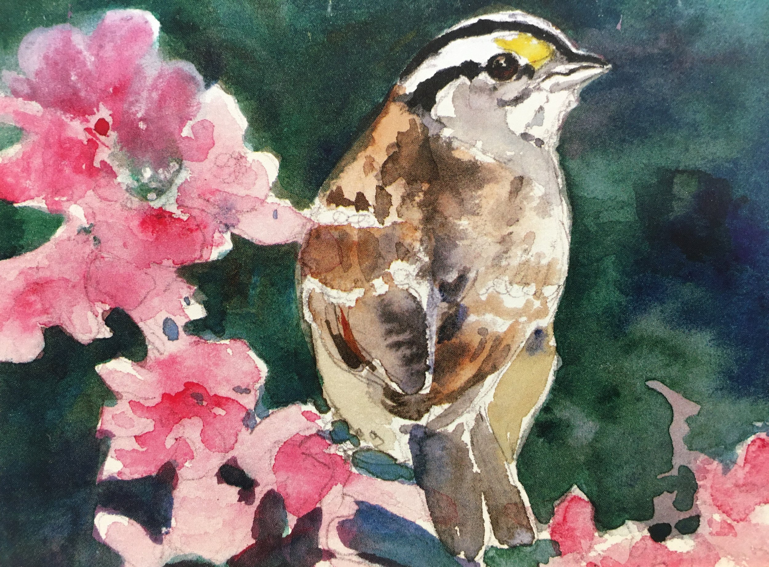 White Crowned Sparrow01454_5282.JPG