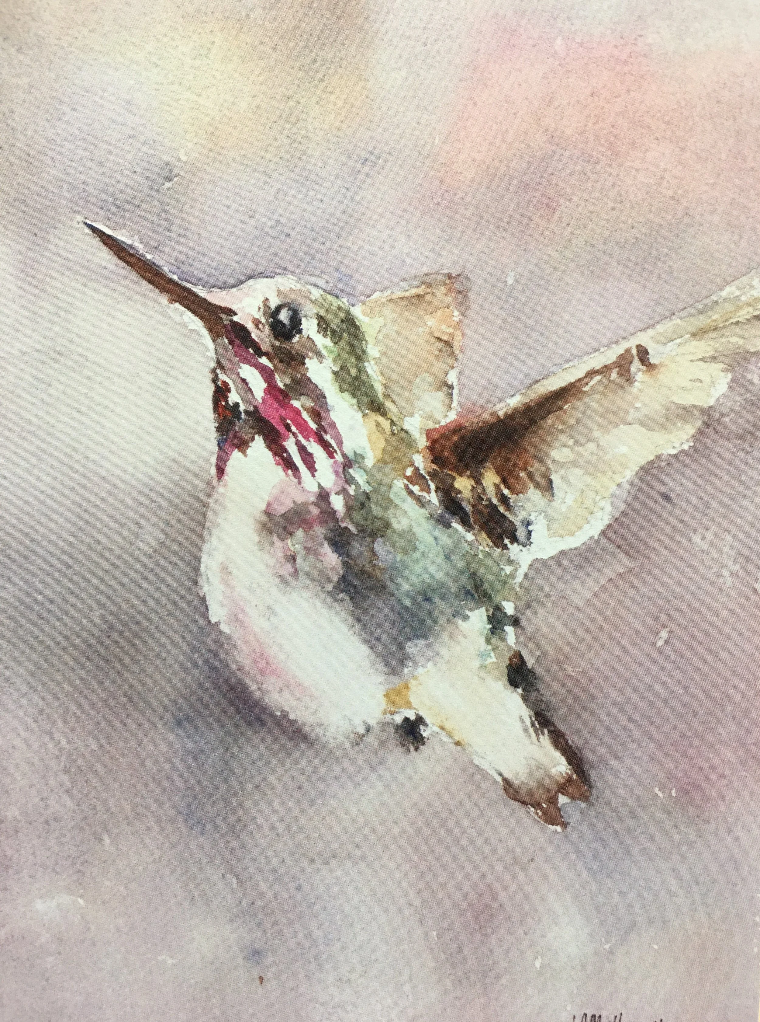 Calliope Hummer01983_5487.JPG