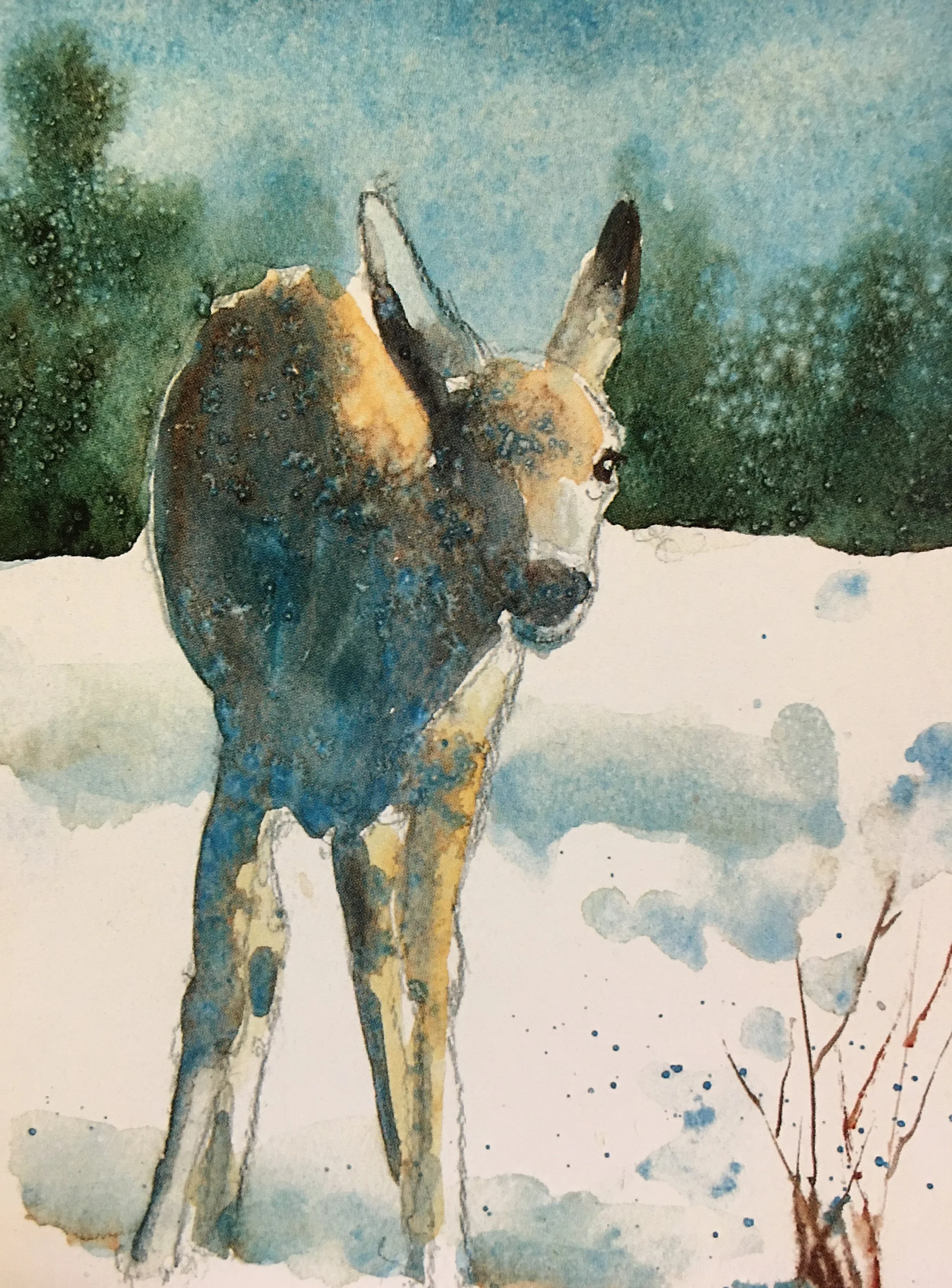 Young Fawn01380_5527.JPG