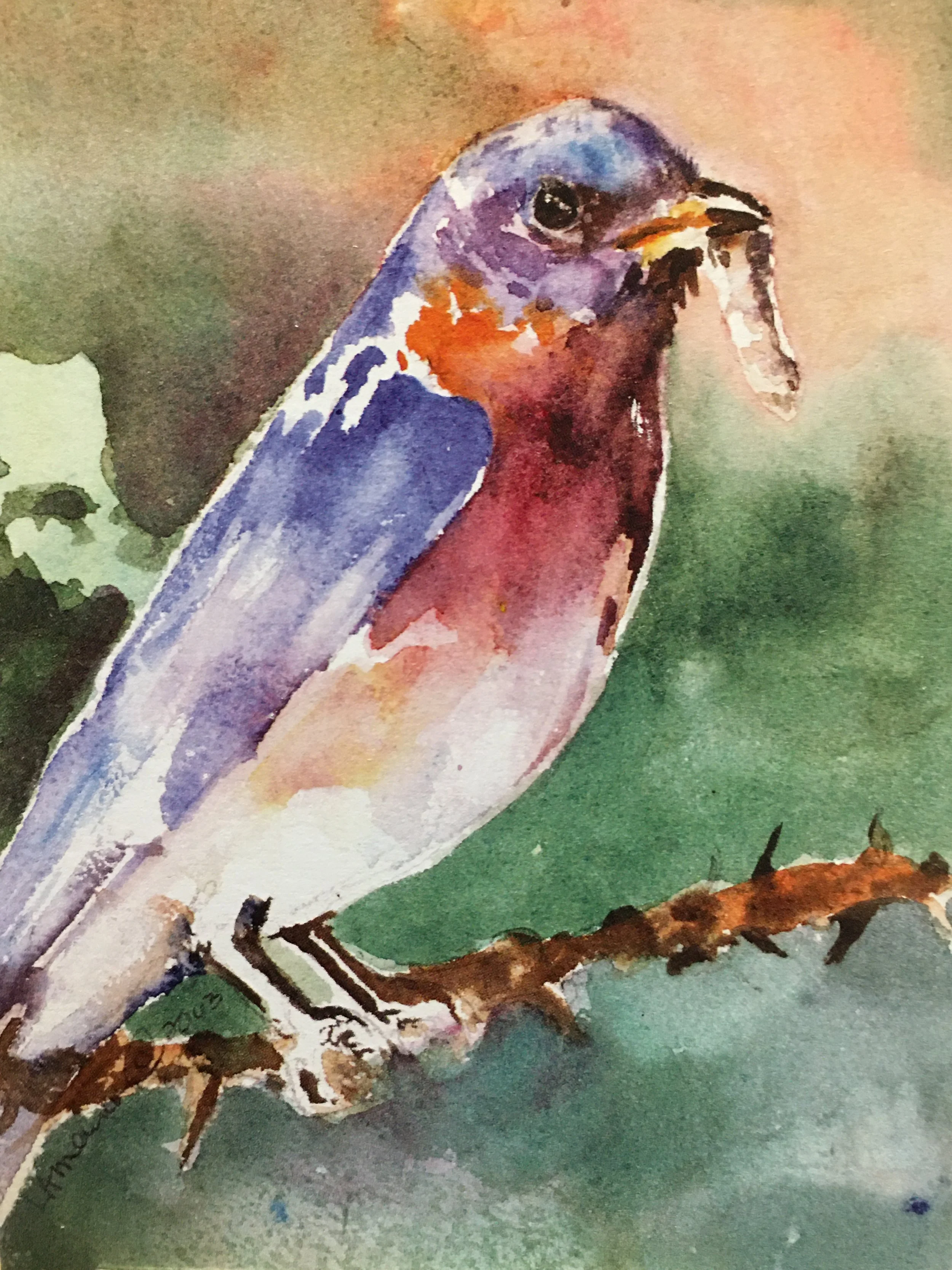 Blue Bird01455_5514.JPG