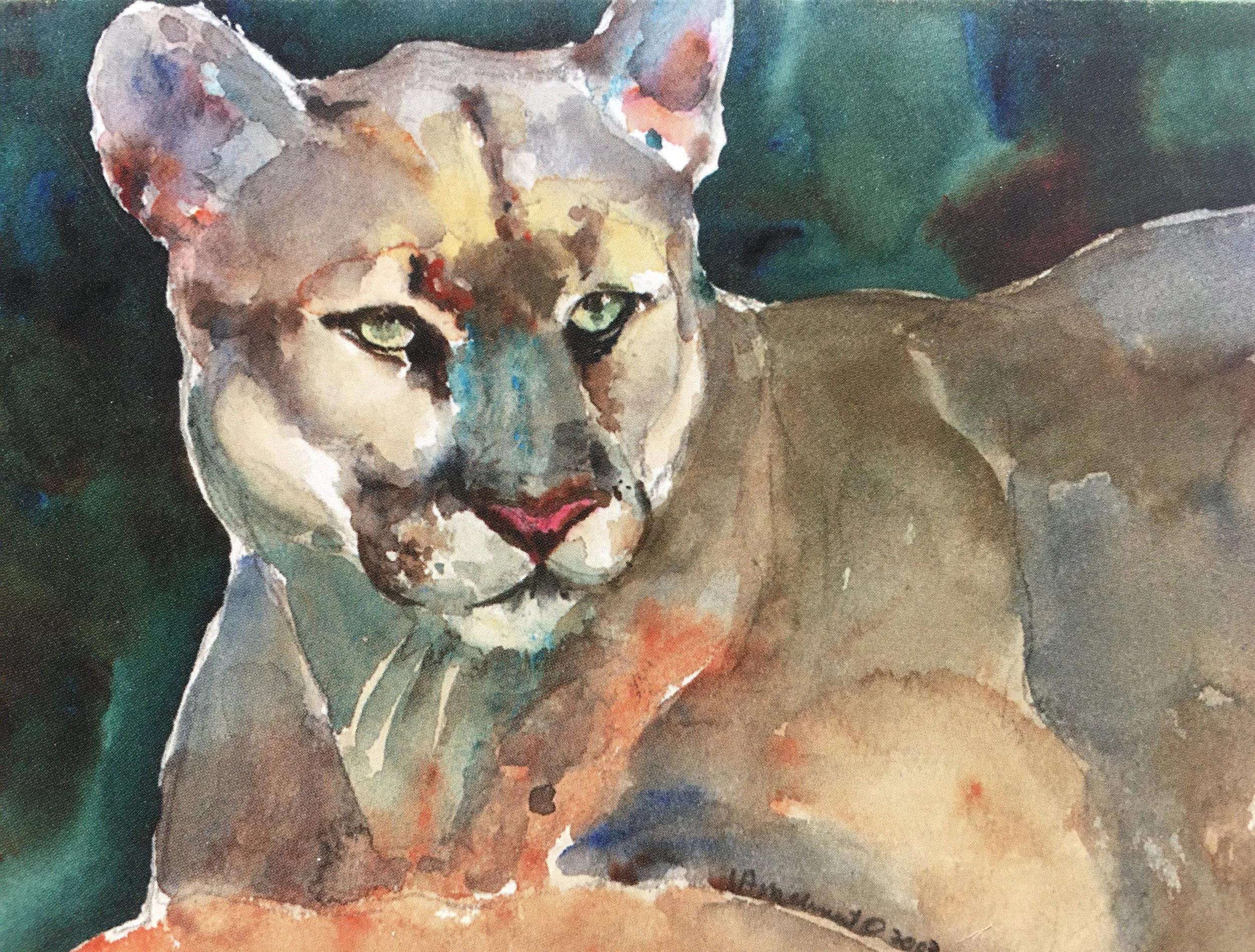 Mountain Lion01398.JPG