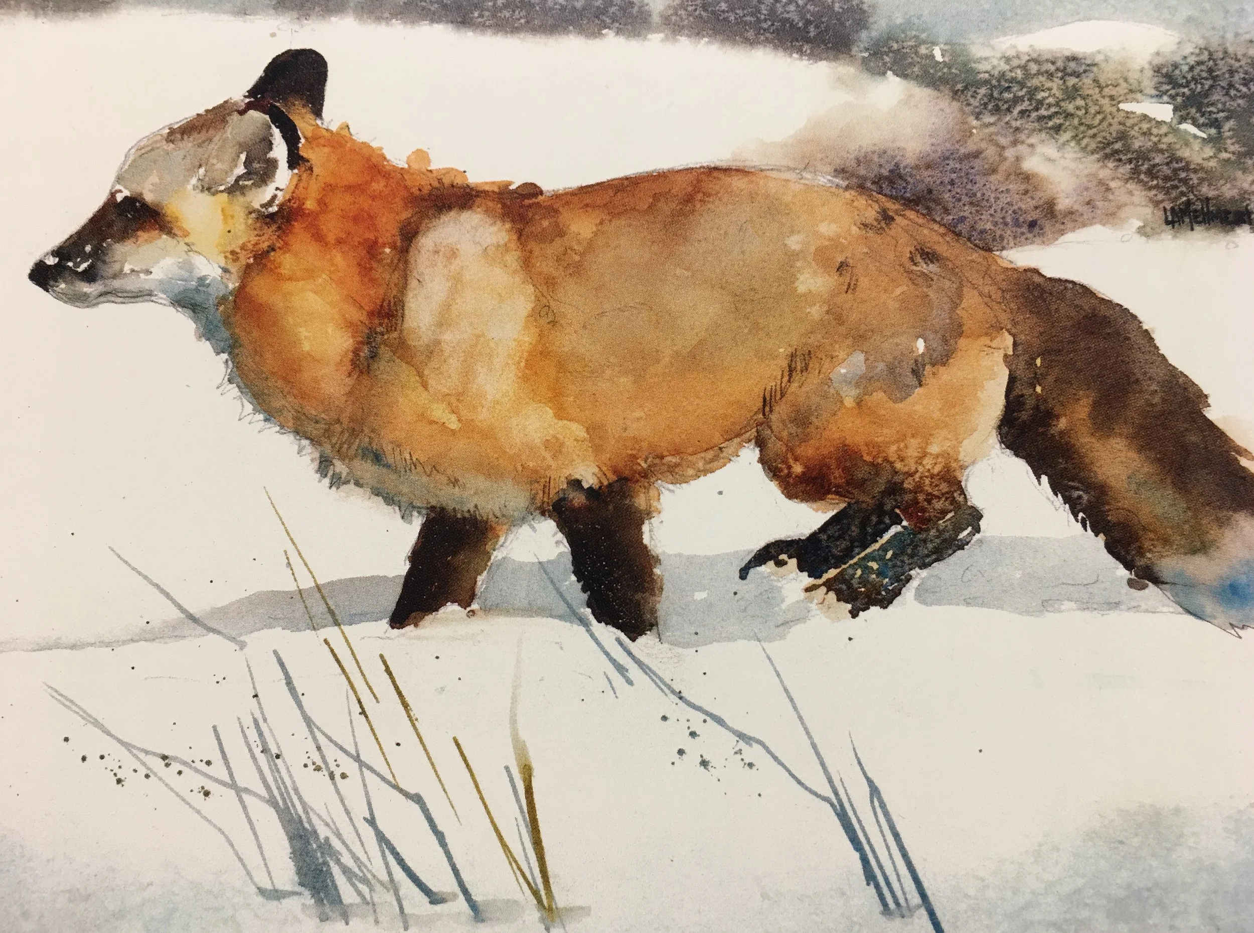 Red Fox Running01879_5930.JPG