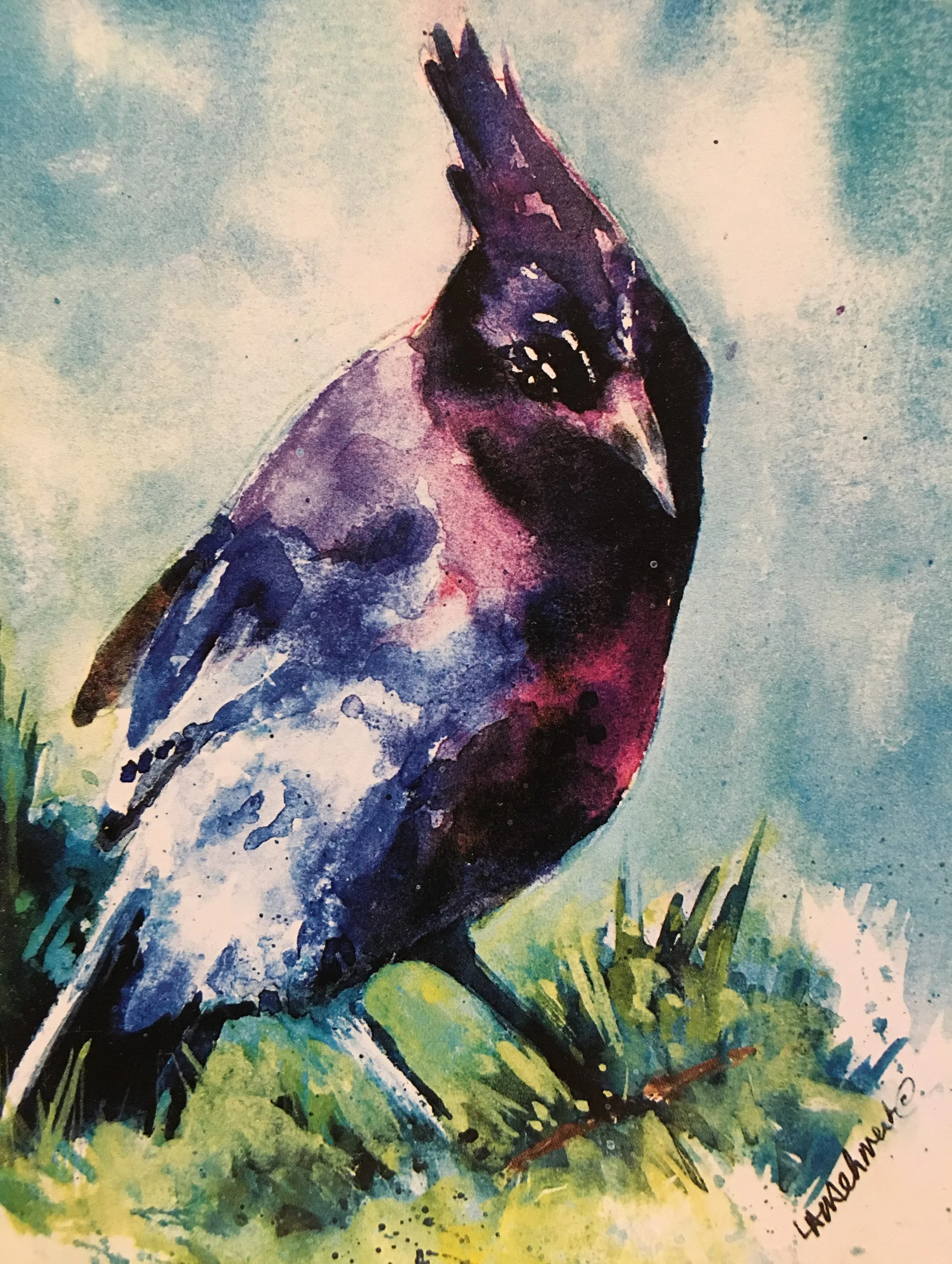 Stellar Jay One01526_5545.JPG