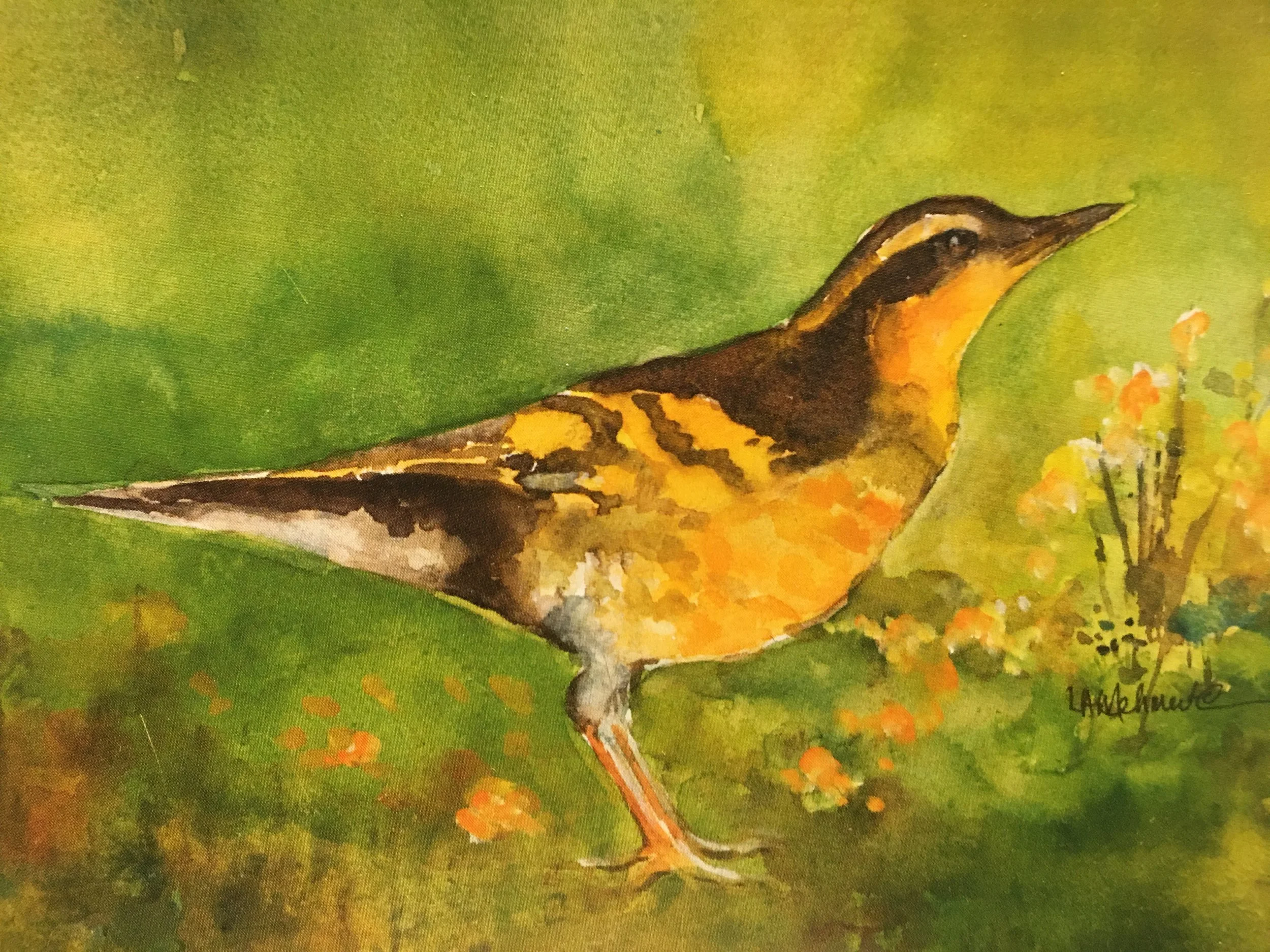 Varied Thrush Two01613_5922.JPG