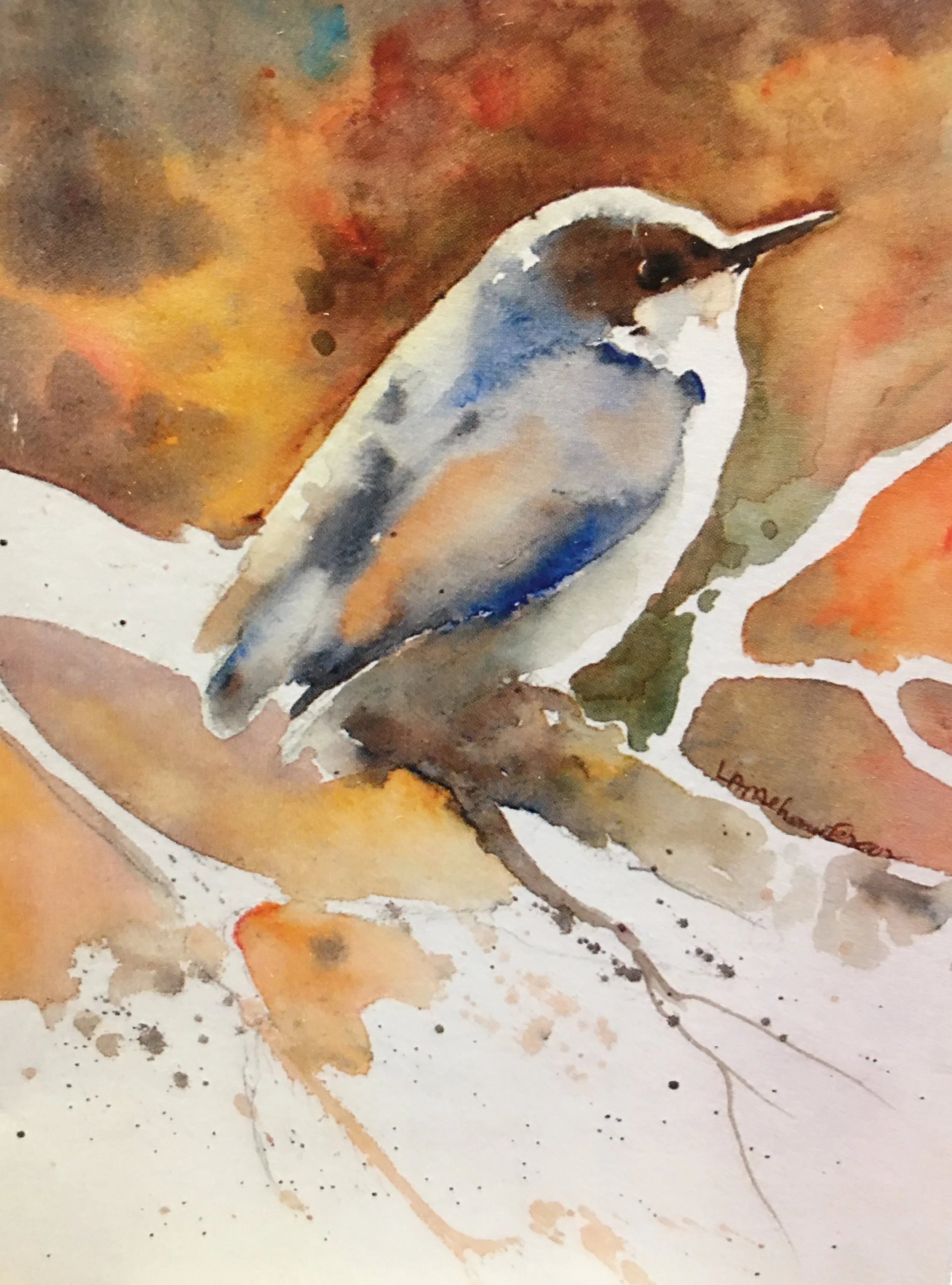 Pygmy Nuthatch01318_5510.JPG