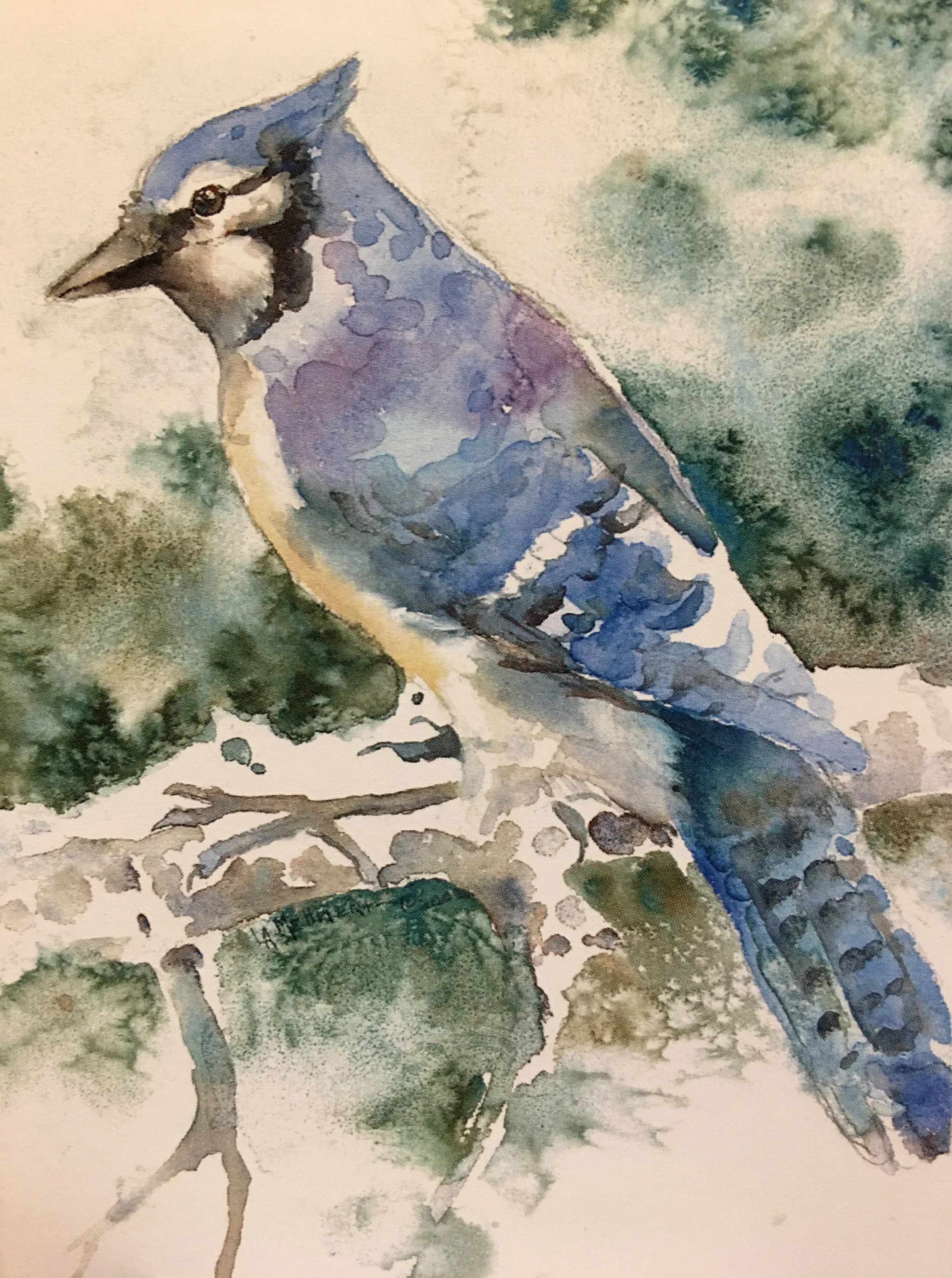 Blue Jay01374_5526.JPG