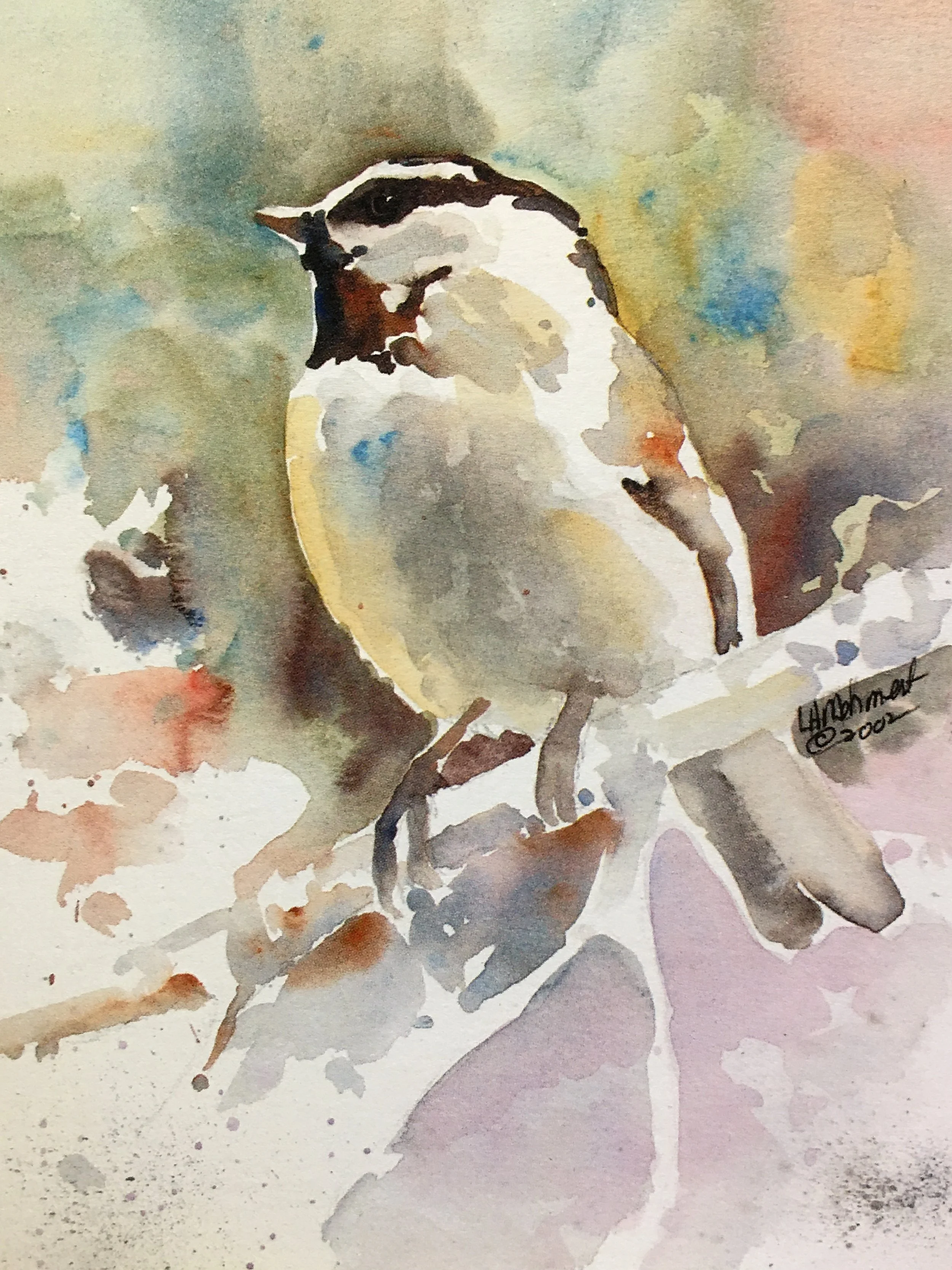 Mountain Chickadee01316_5511.JPG