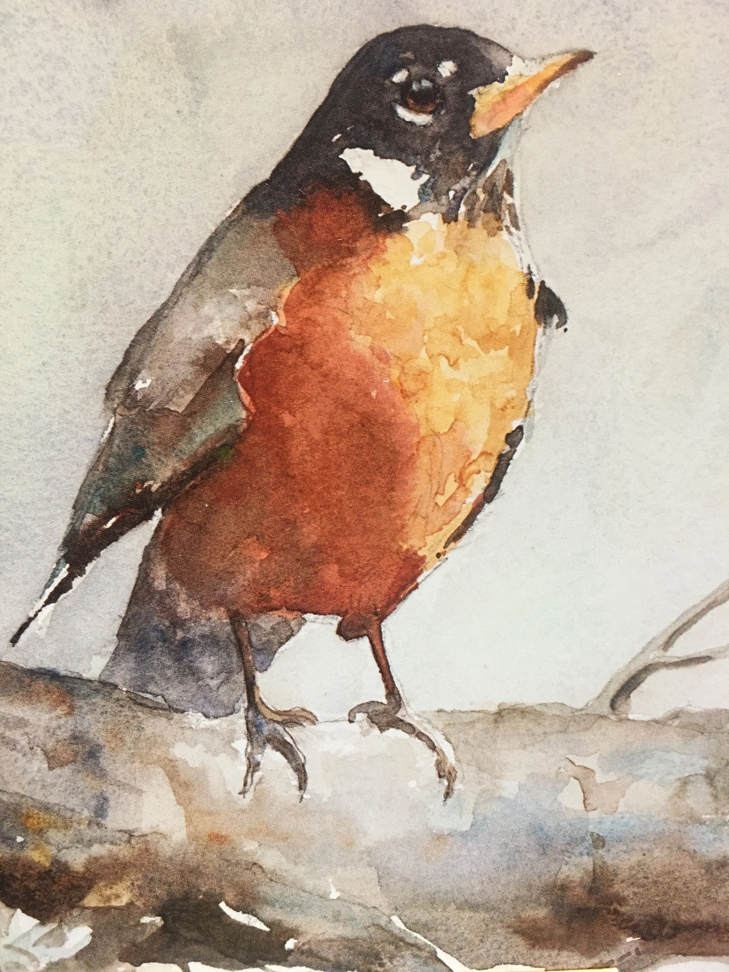 Red Brested Robin01865_5974.JPG