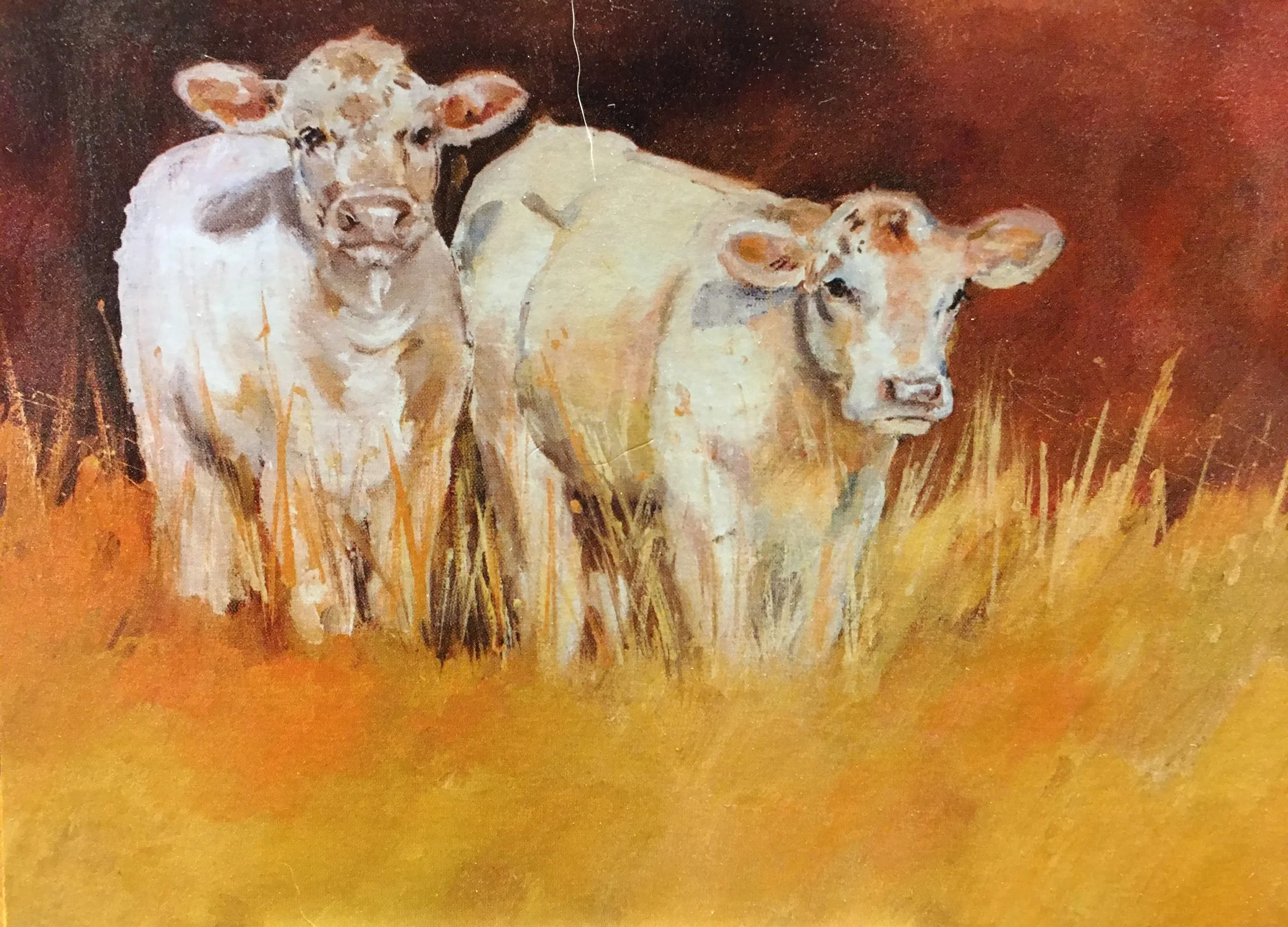 Bobs Calves07651.JPG