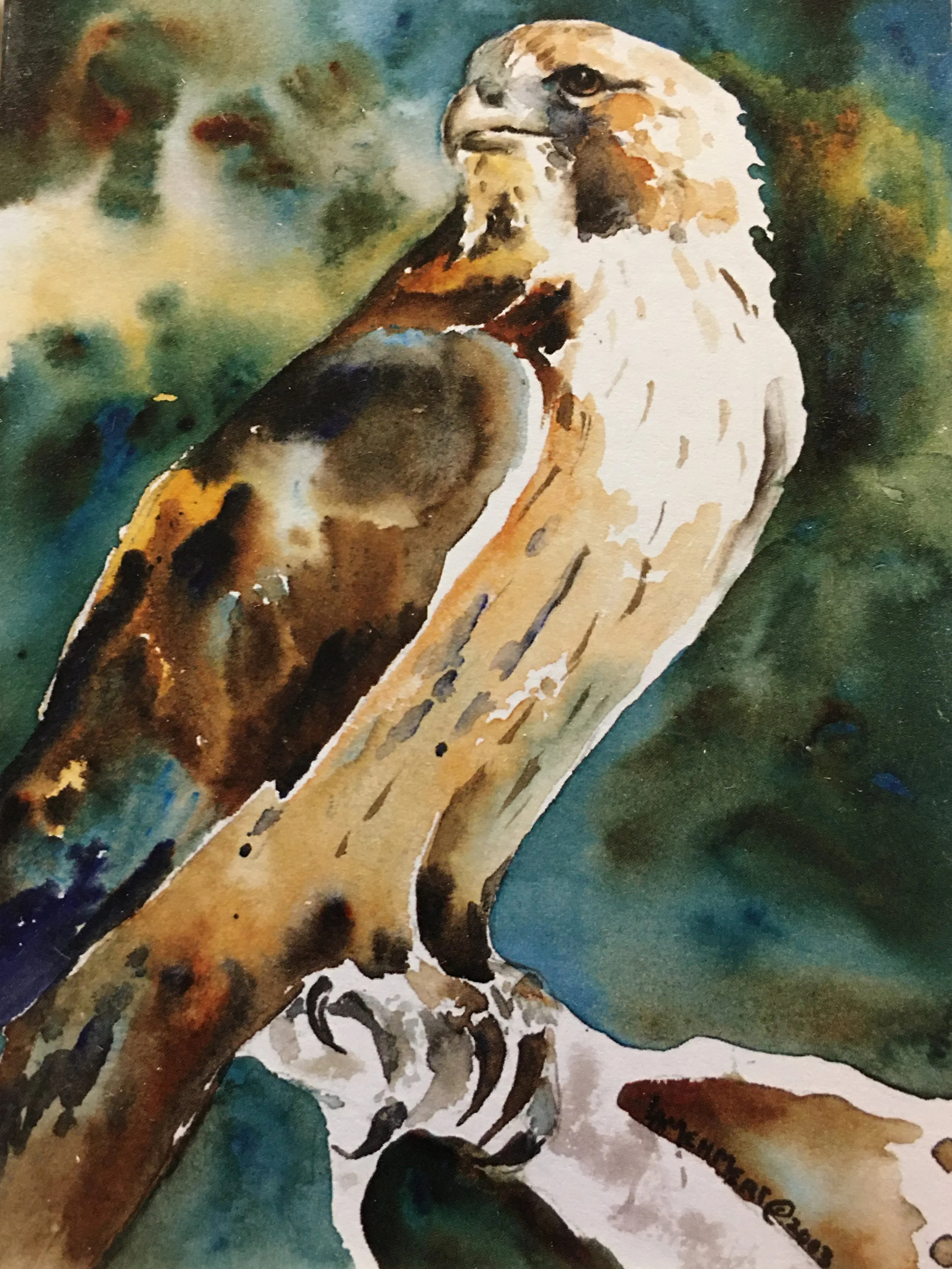 Red Tailed Hawk01403_5519.JPG