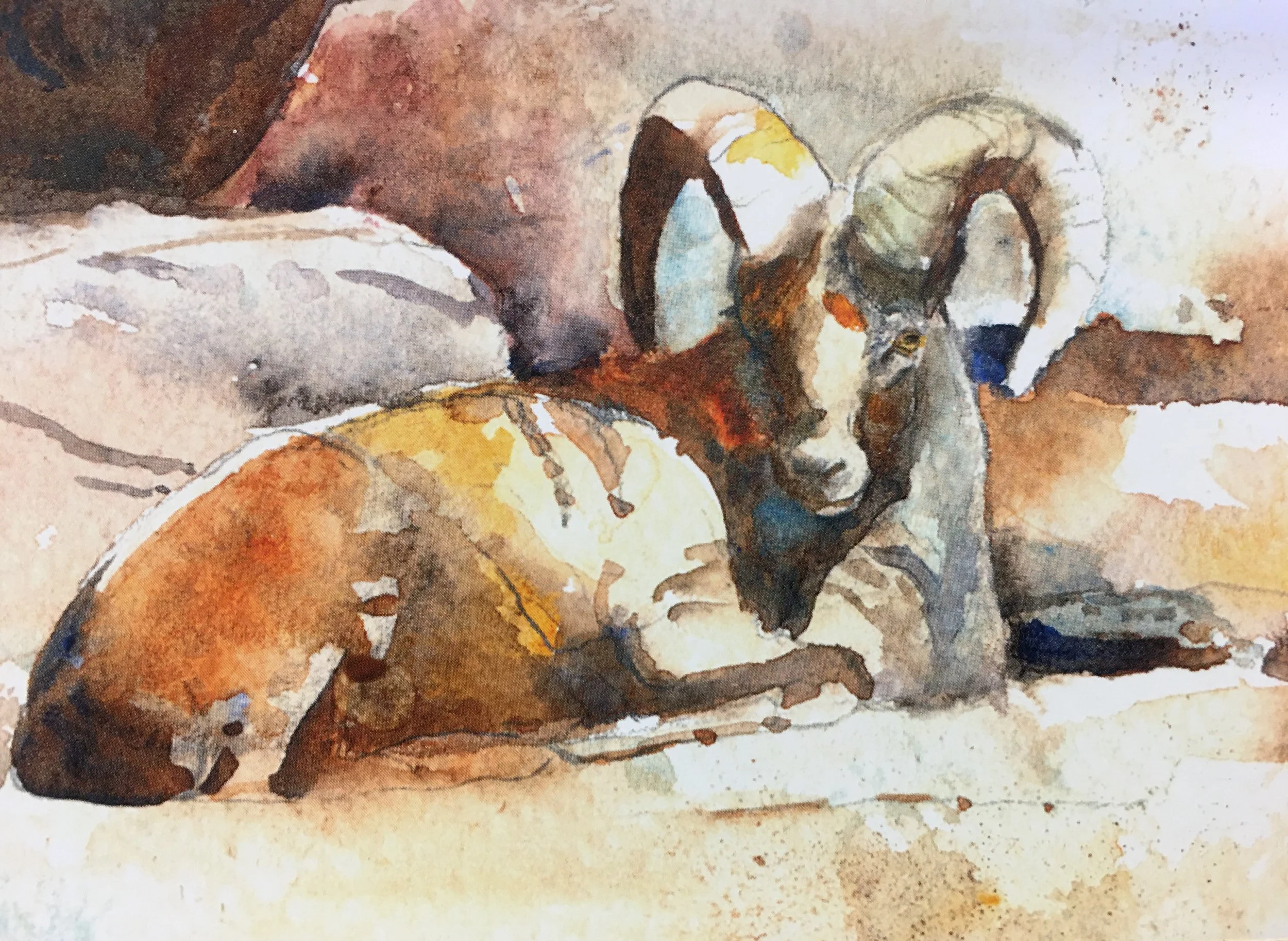 Bighorn Laying01199.JPG