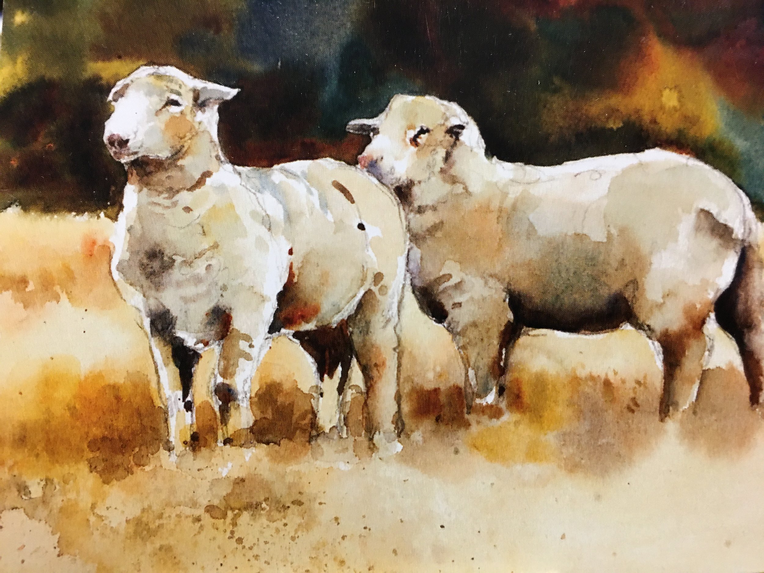 High Country Sheep07575.JPG