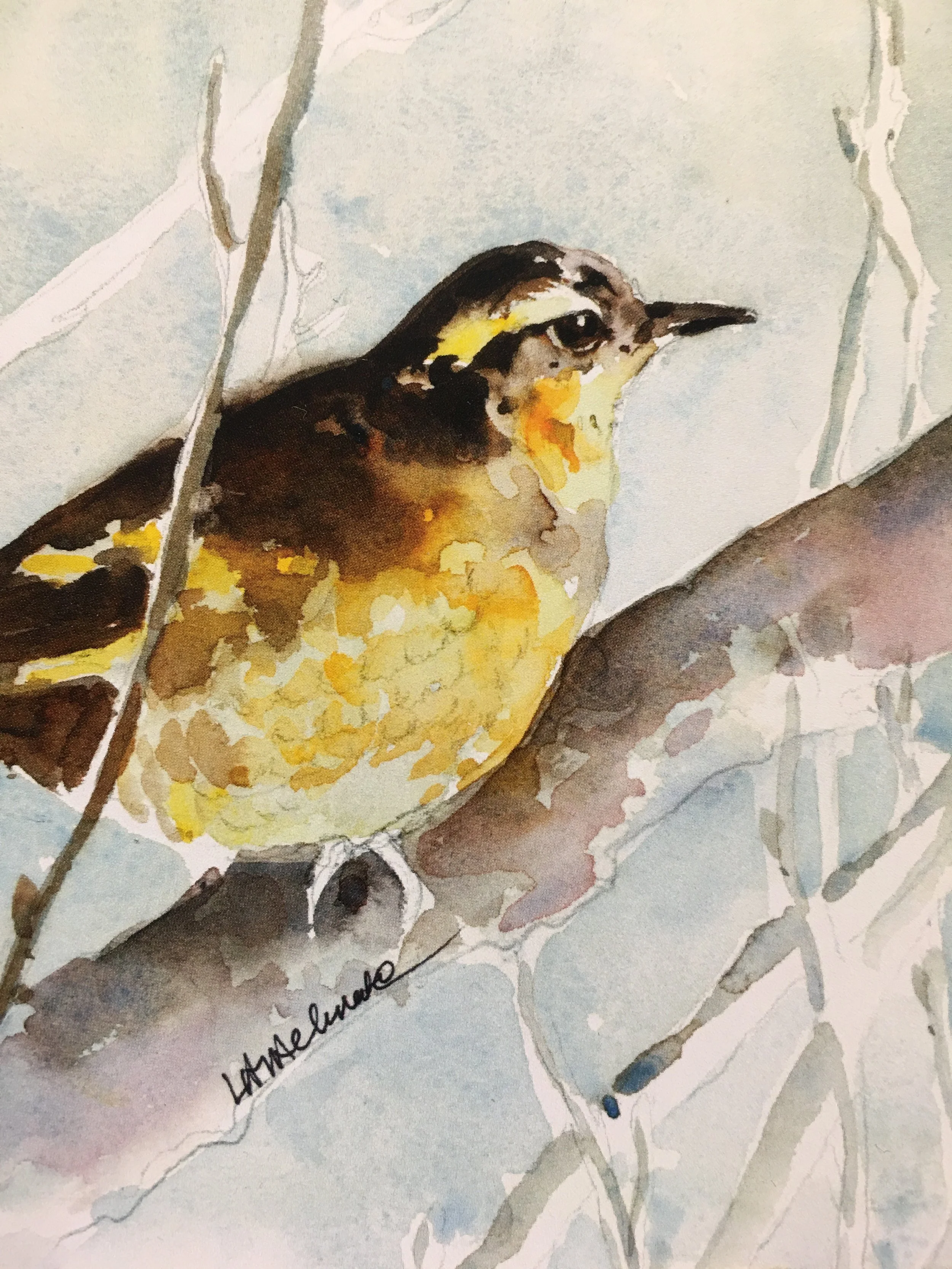 Varied Thrush01610_5994.JPG