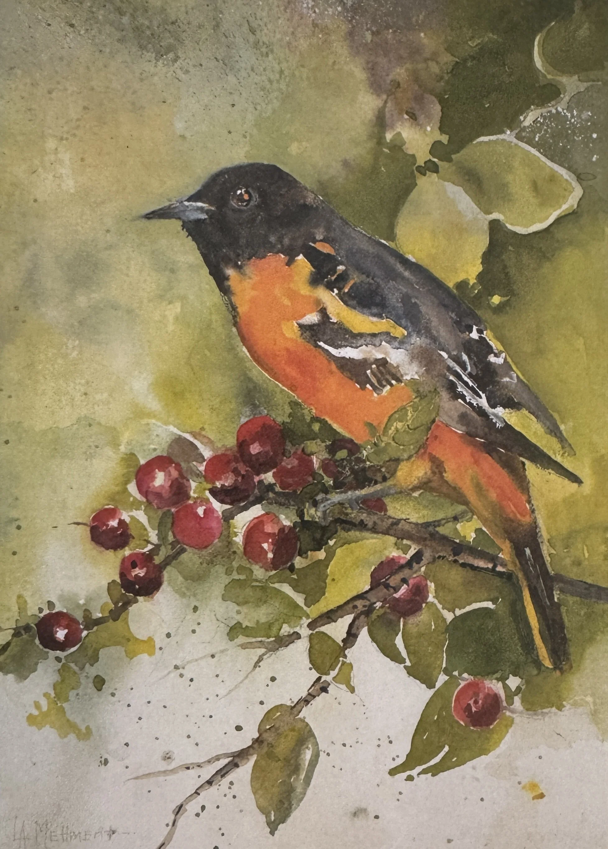 Joe's Baltimore Oriole.JPG