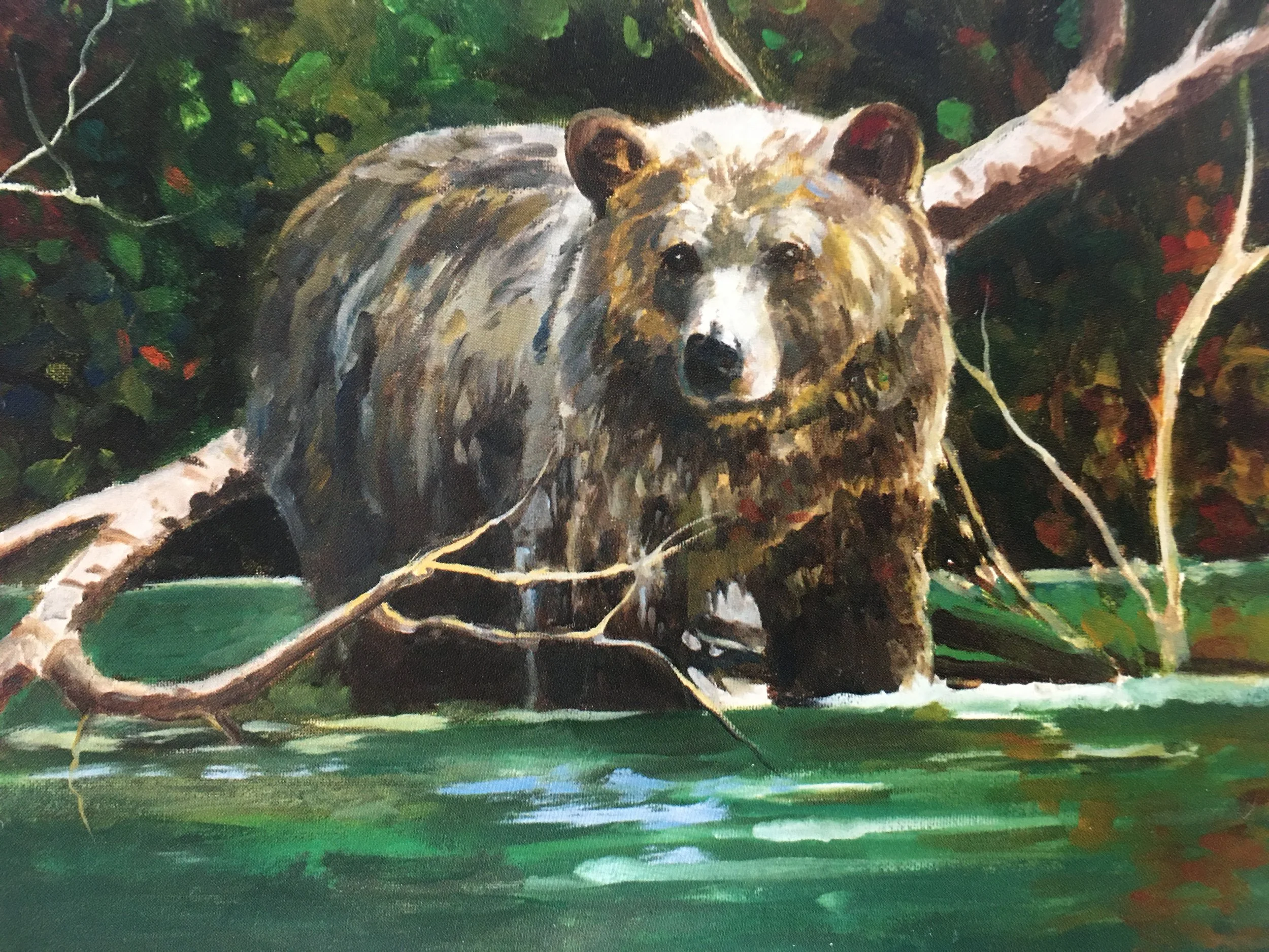 Mitchell River Grizzly01913.JPG