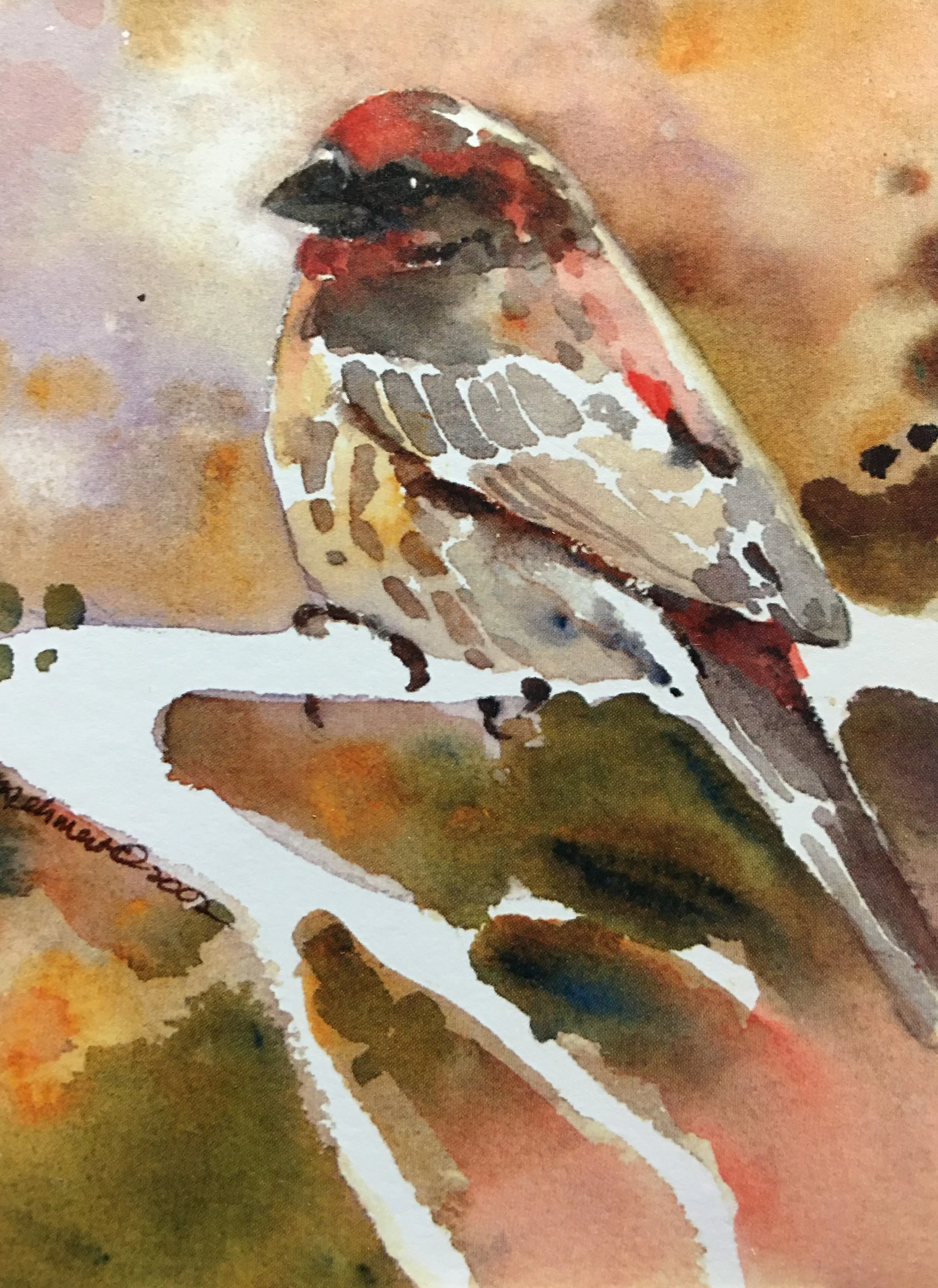 Male House Finch01322_5507.JPG
