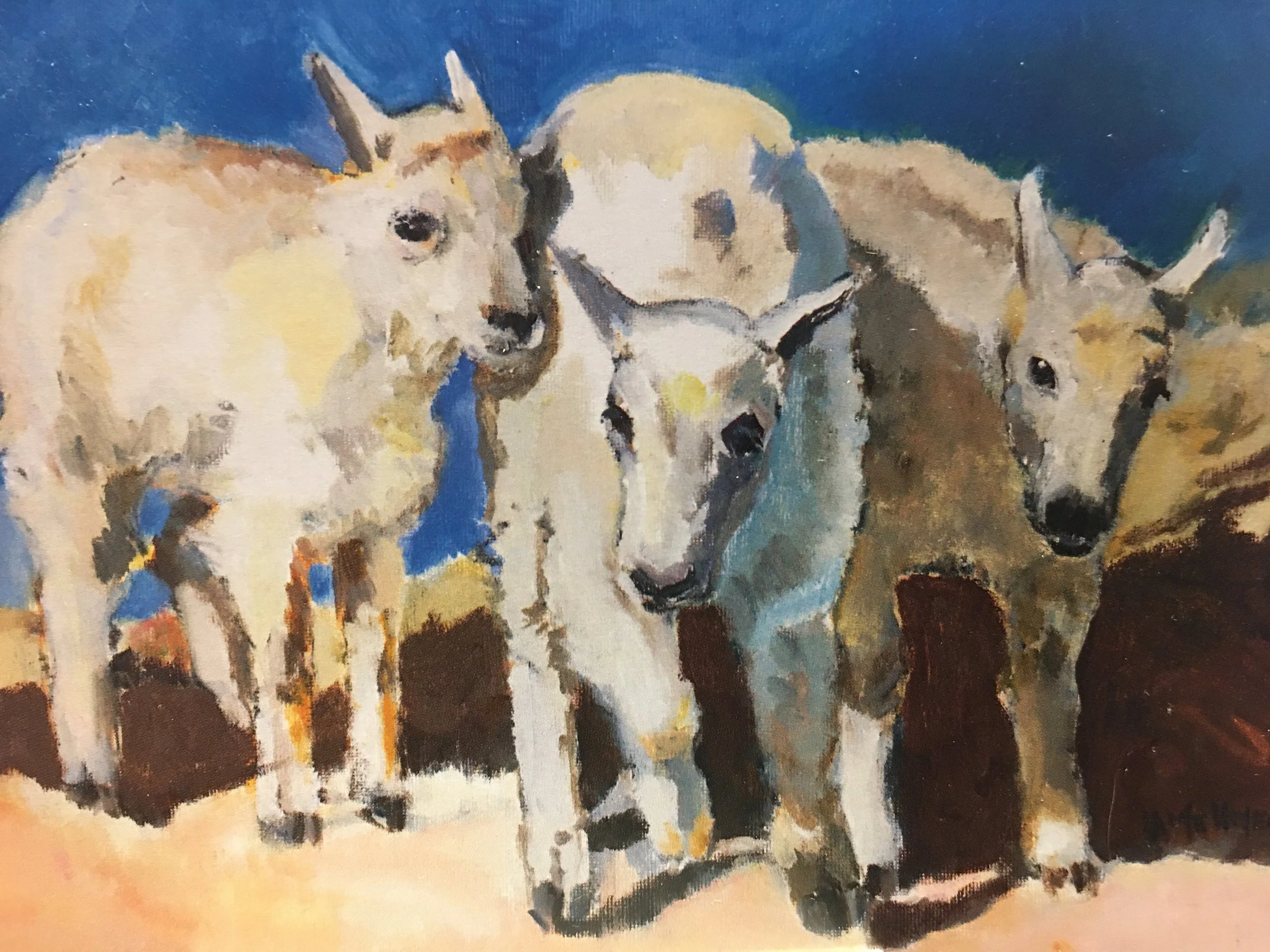 Baby Mountain Goats01878.JPG