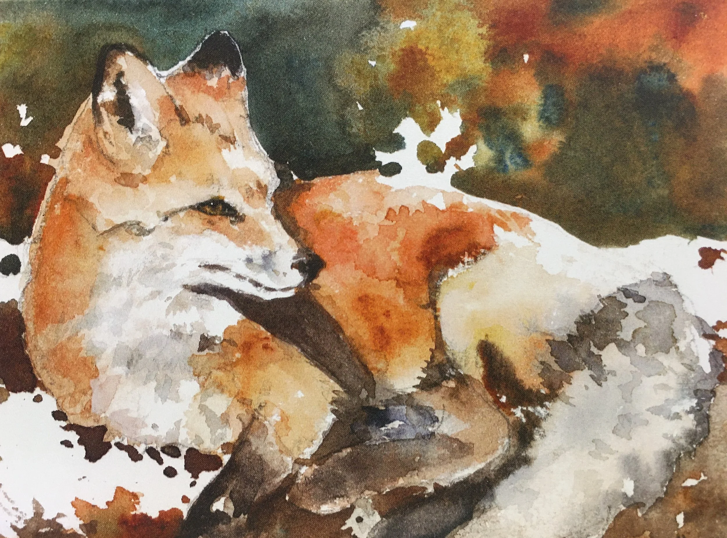 Randys Fox One01447_5280.JPG