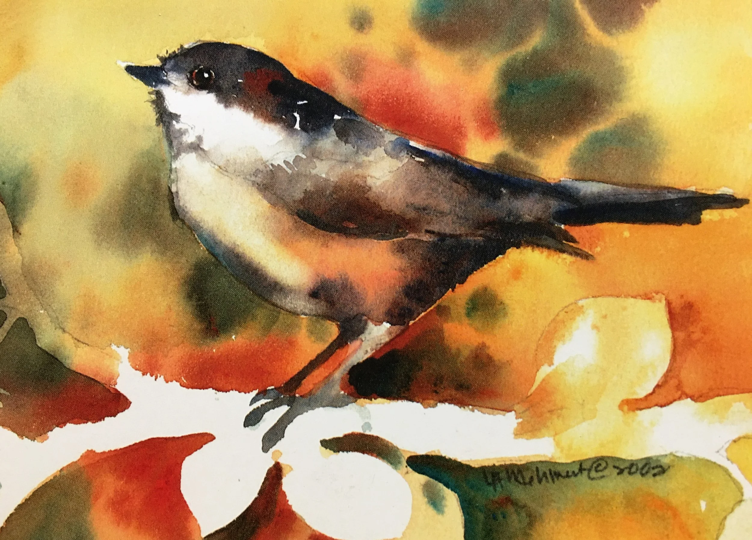 Black Cap Chick01372_5525.JPG