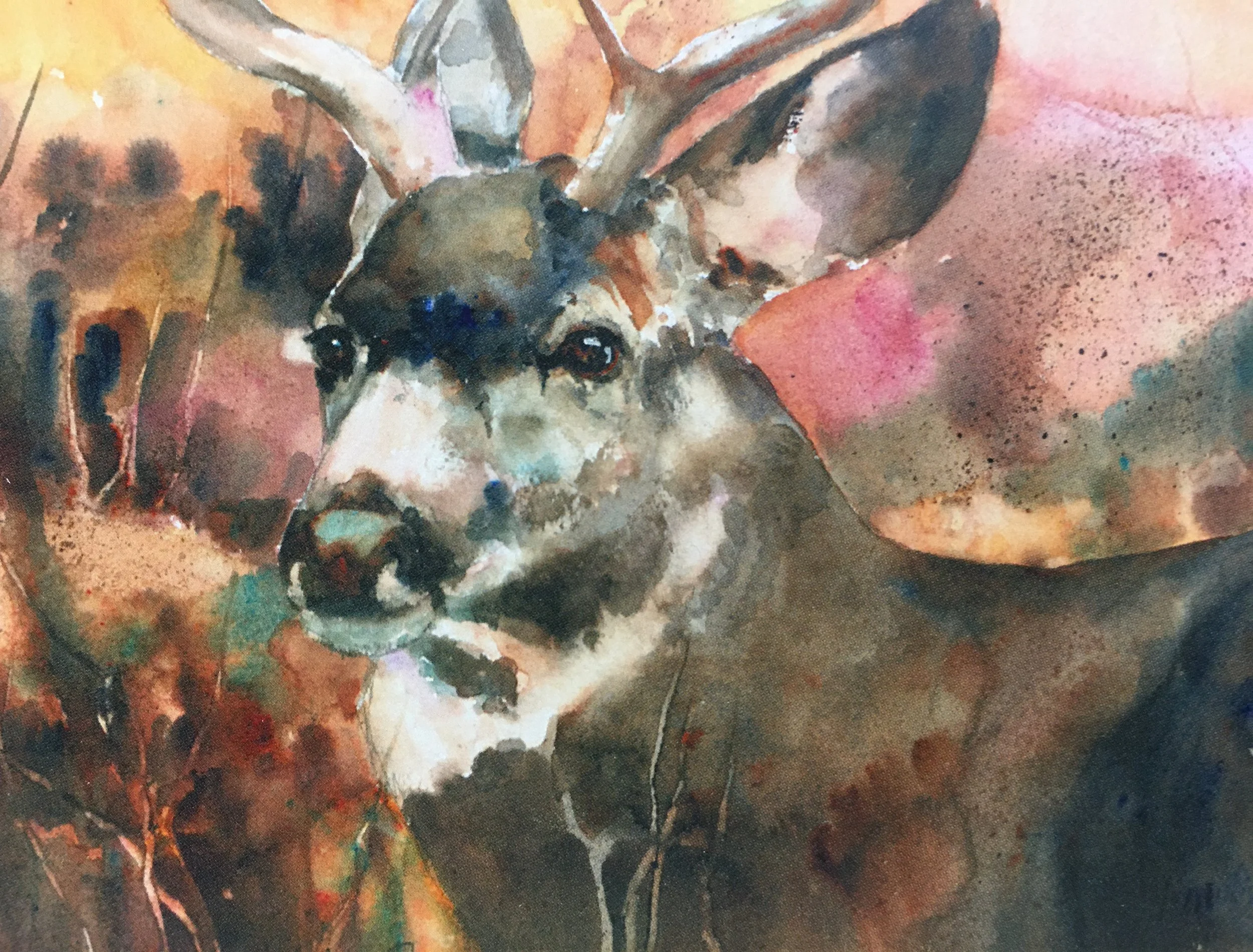 Wide Eyed01401_5289.JPG