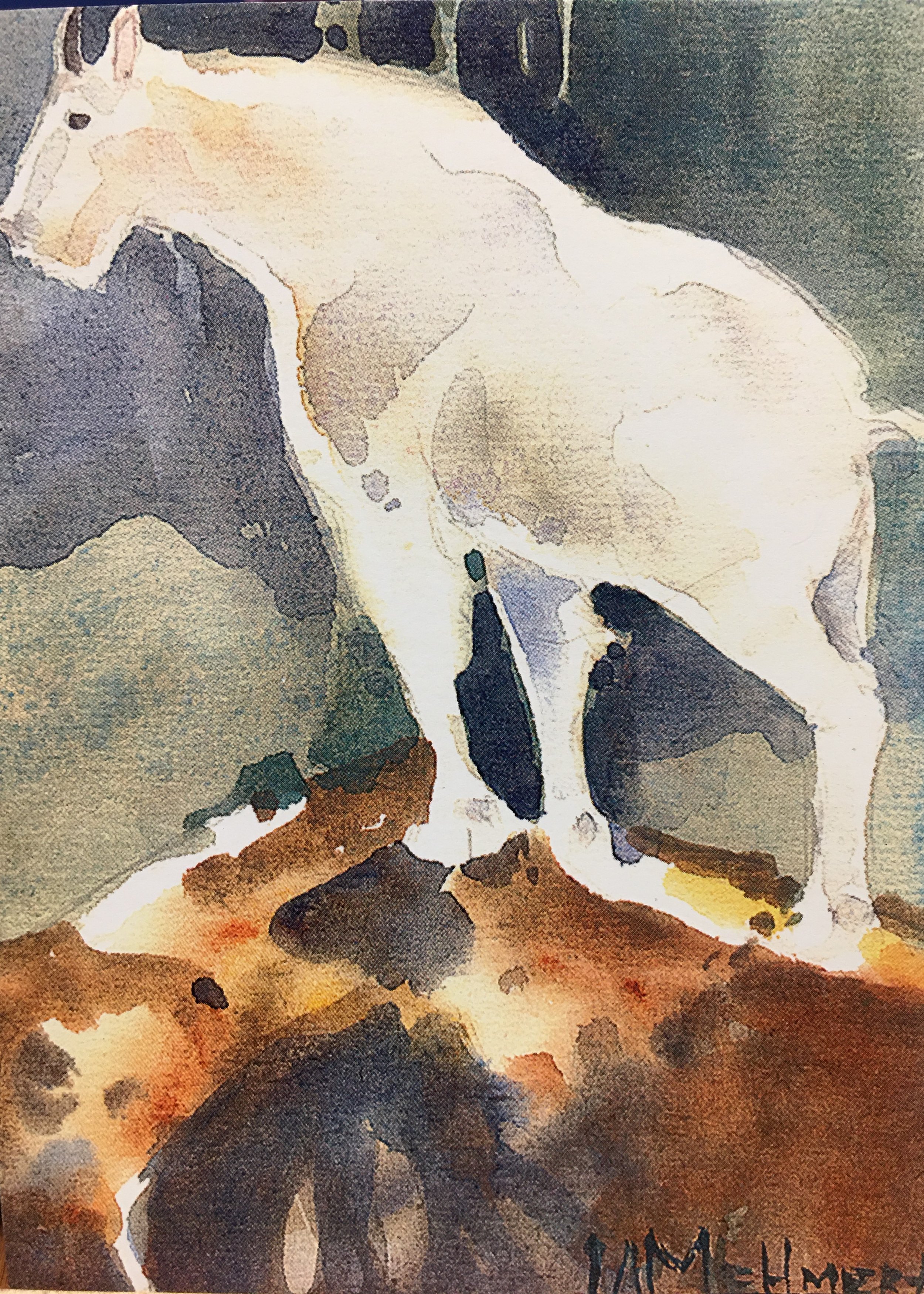 Mountain Goat on Rock01119.JPG