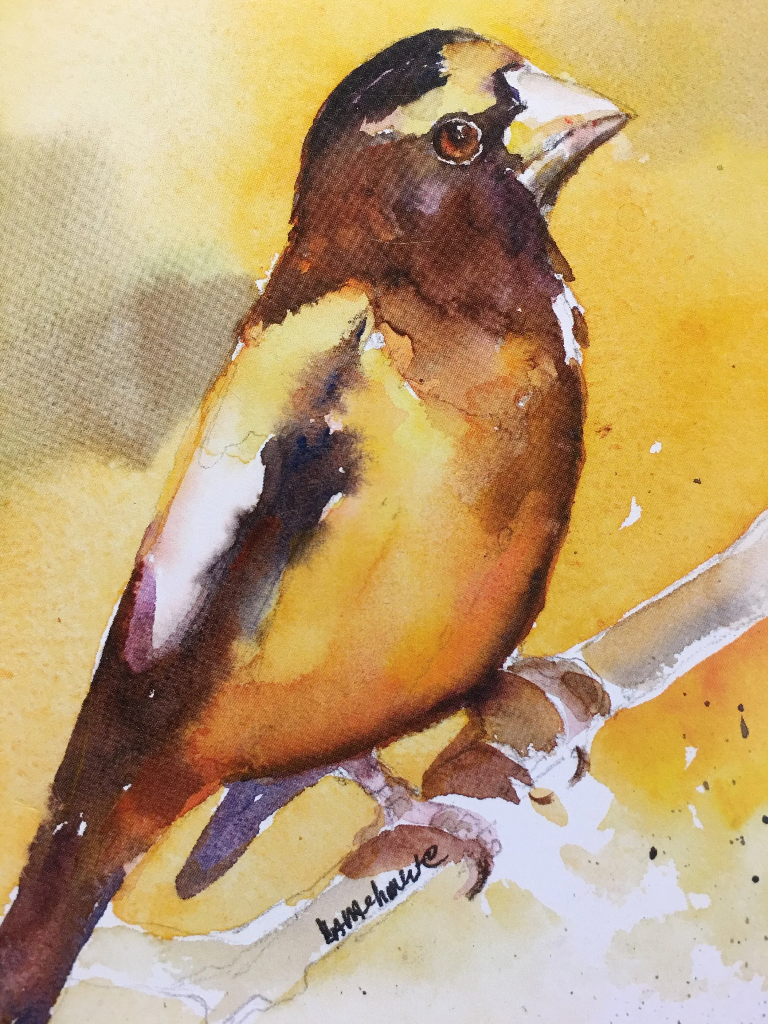 Evening Grosbeak01593_5992.JPG