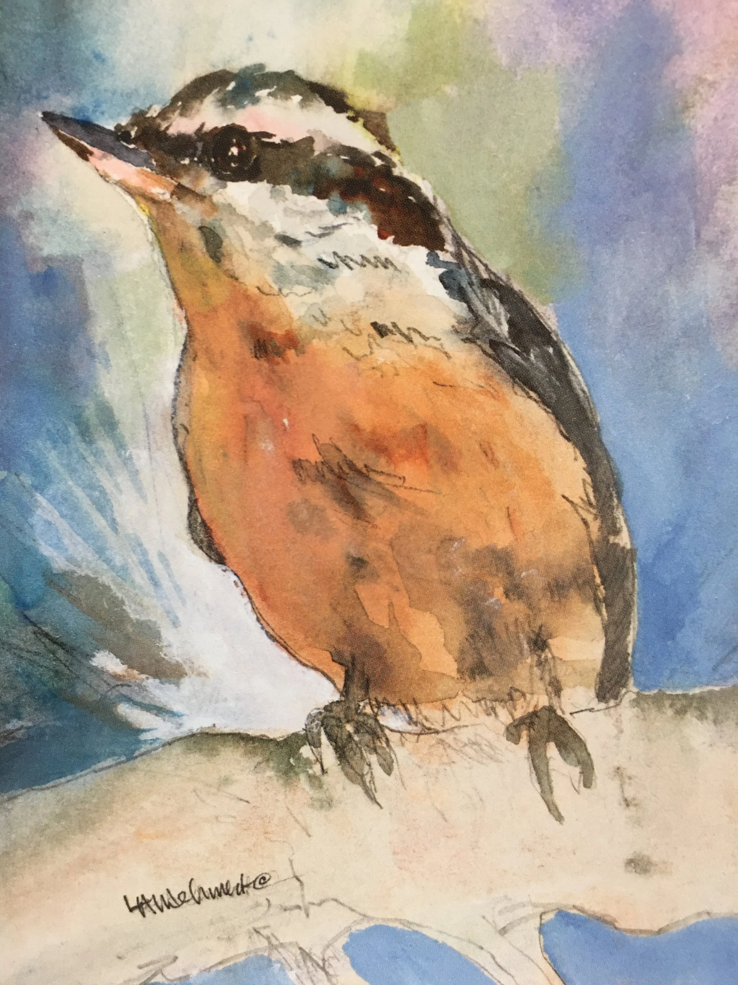 Red Brested Nuthatch01559_6035.JPG