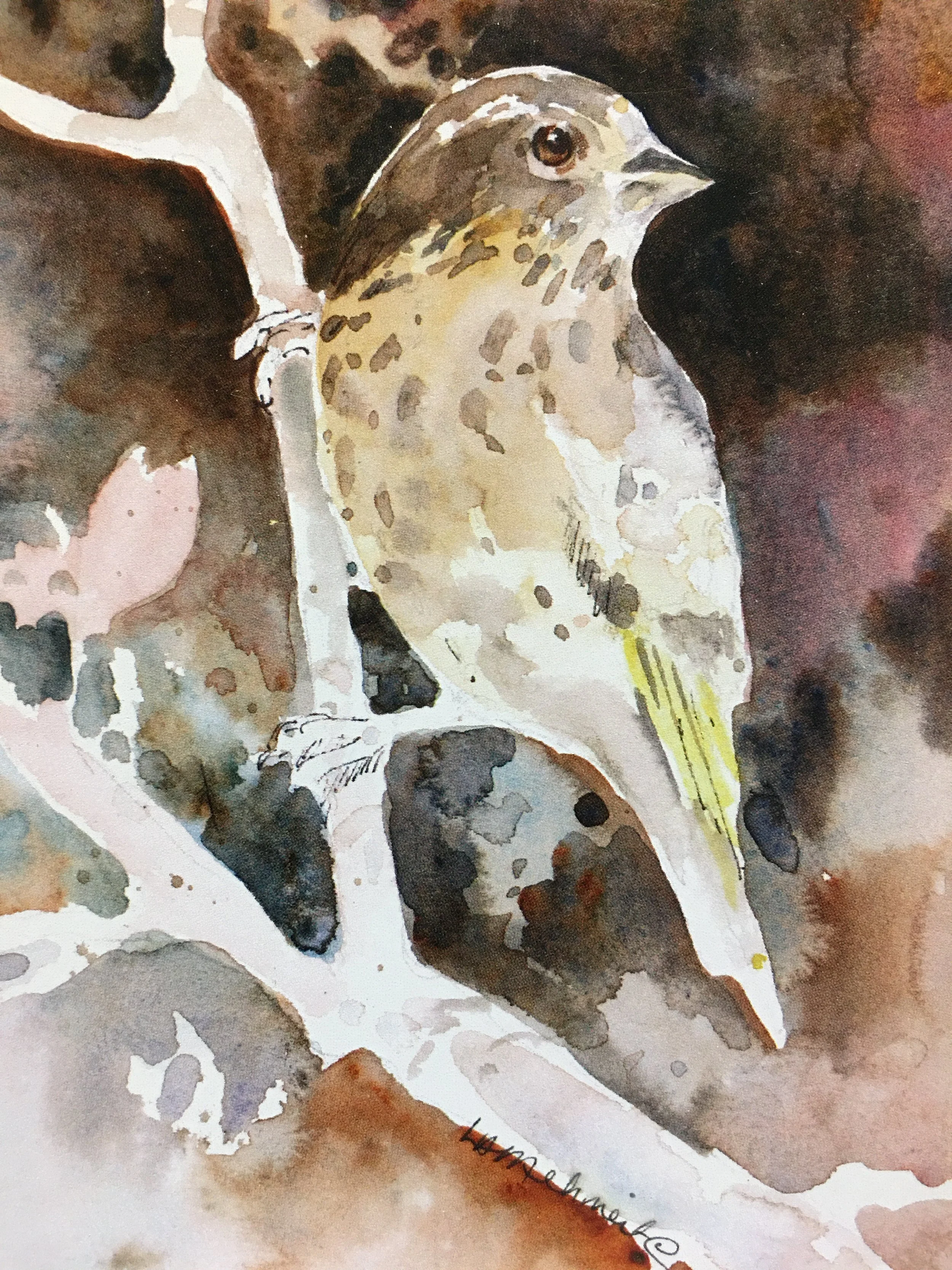 Pine Siskin01503_5550.JPG