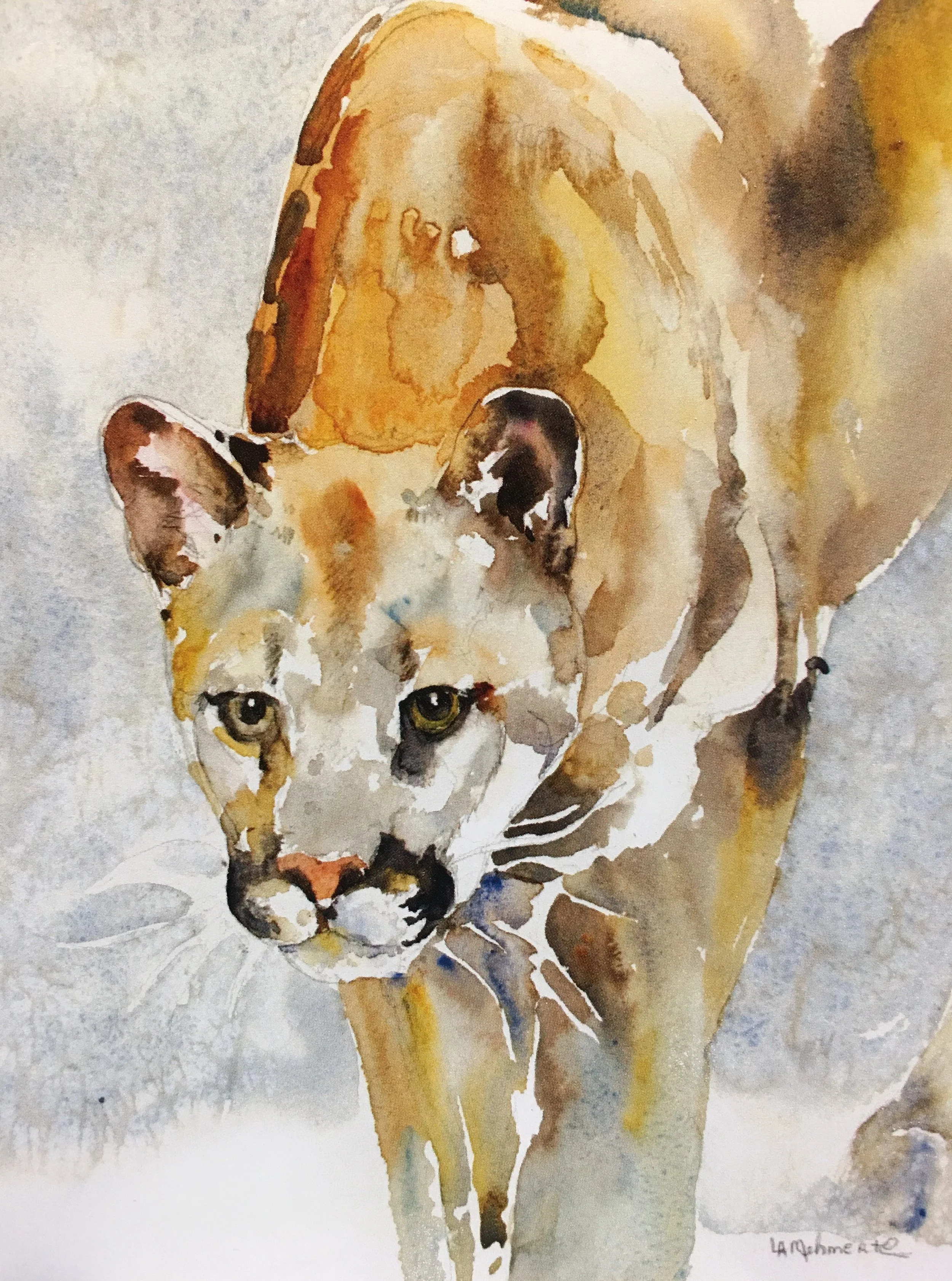 Cougar in Snow01618.JPG