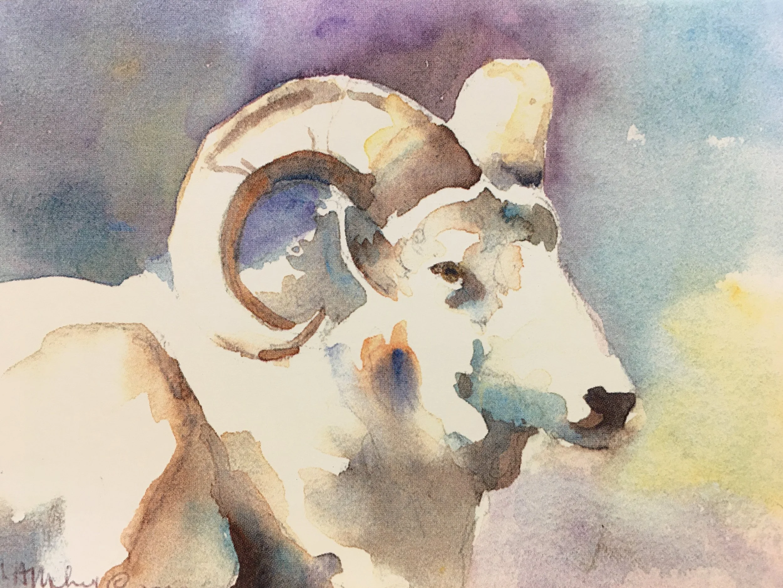 Mountain Big Horn01120.JPG