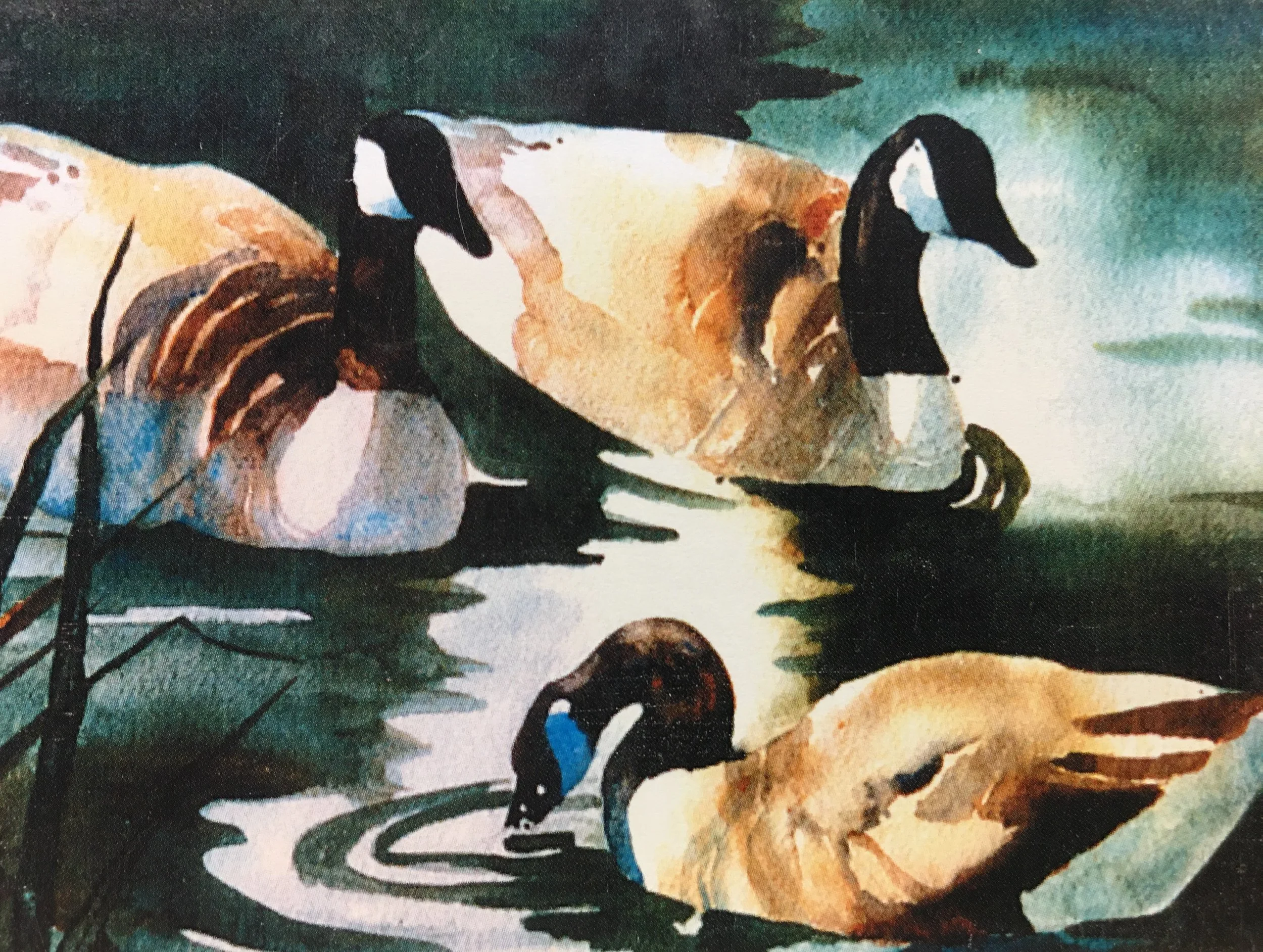 Geese in Water01122_5314.JPG