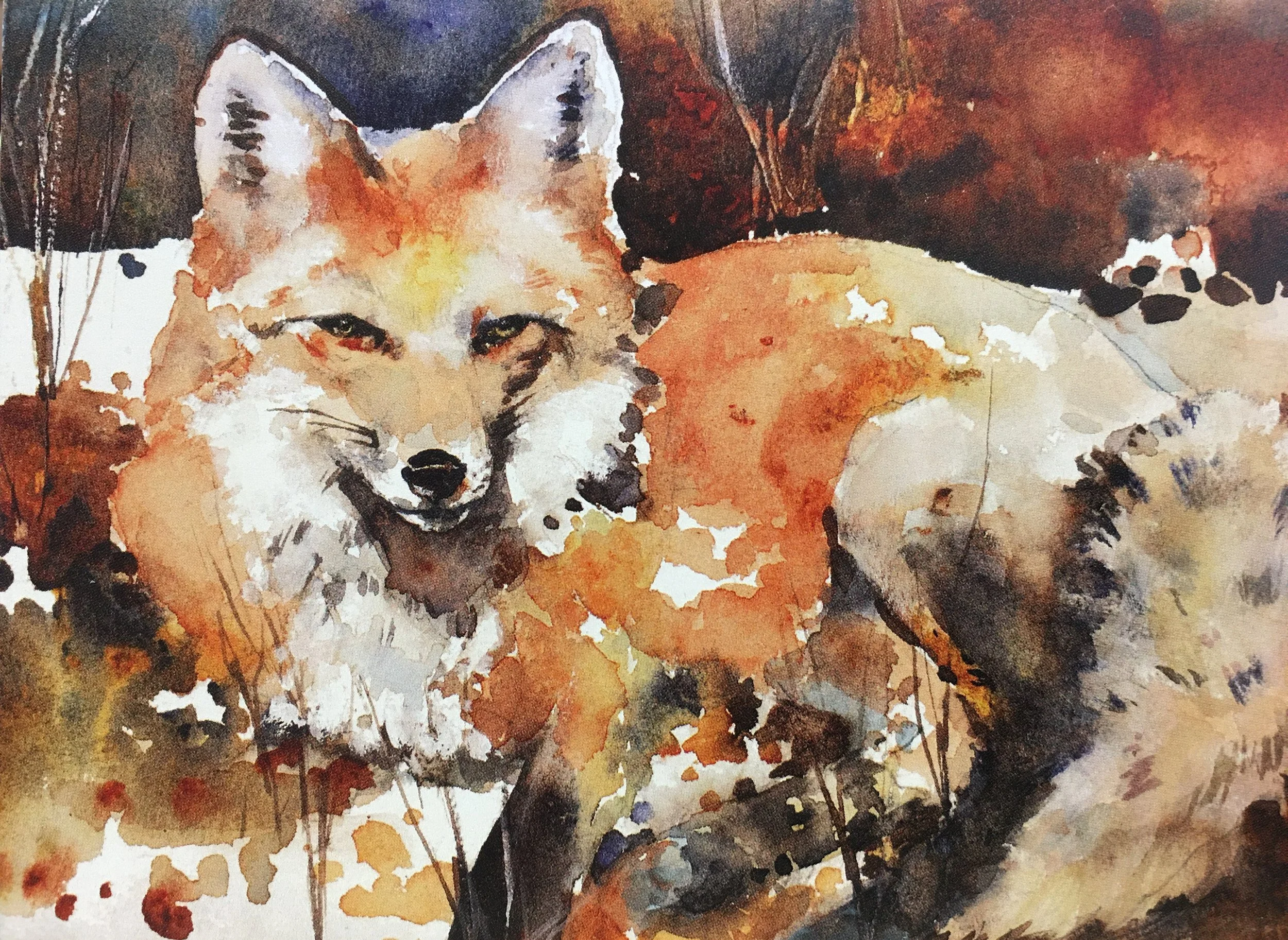 Randys Fox Two01448_5281.JPG