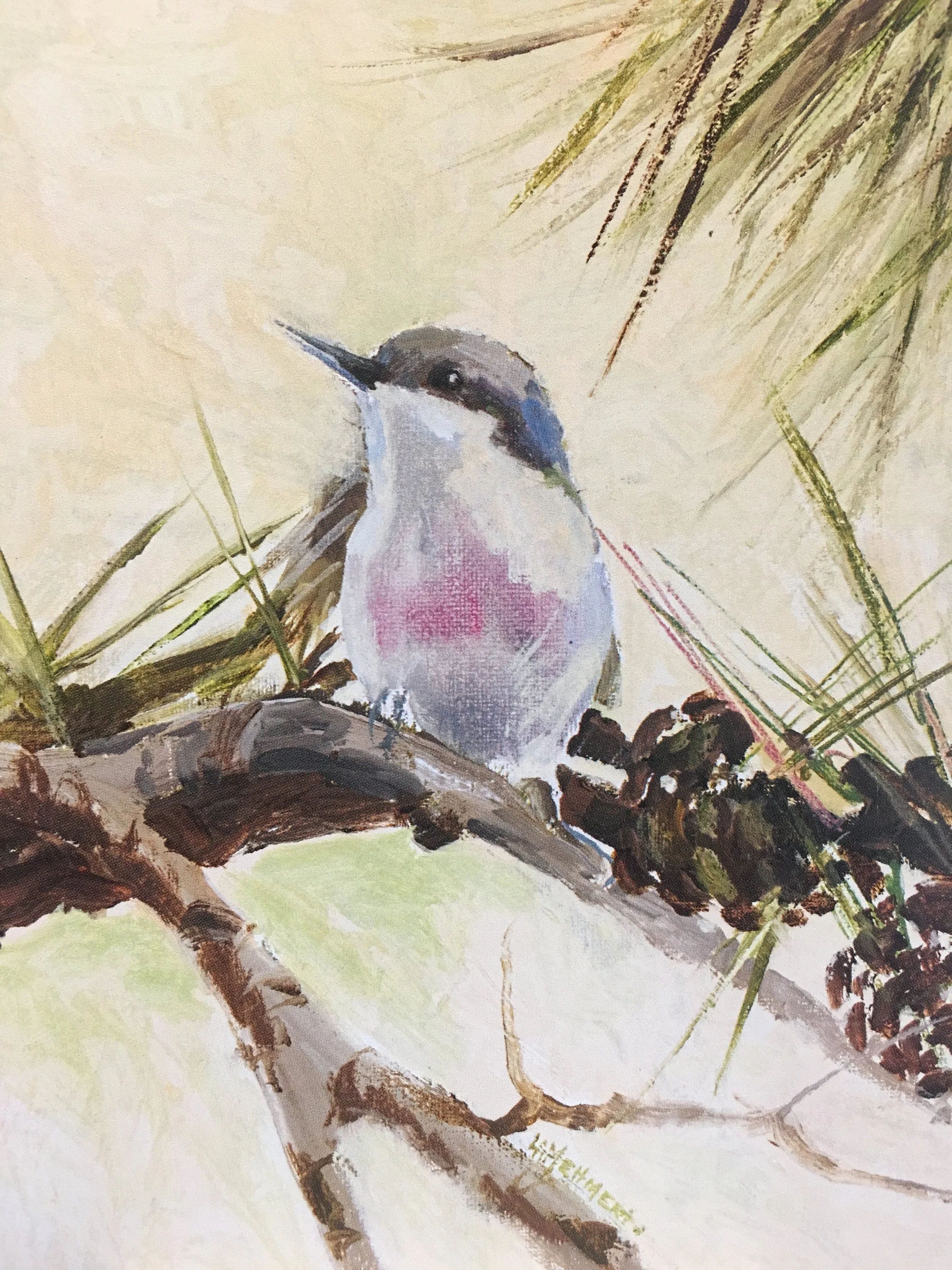 Pygmy Nuthatch Two01866_5975.JPG