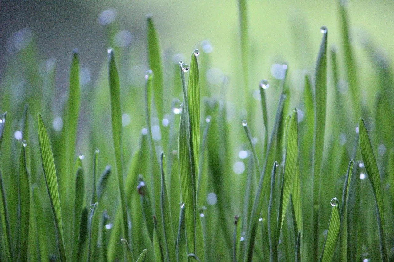 Wheat Grass