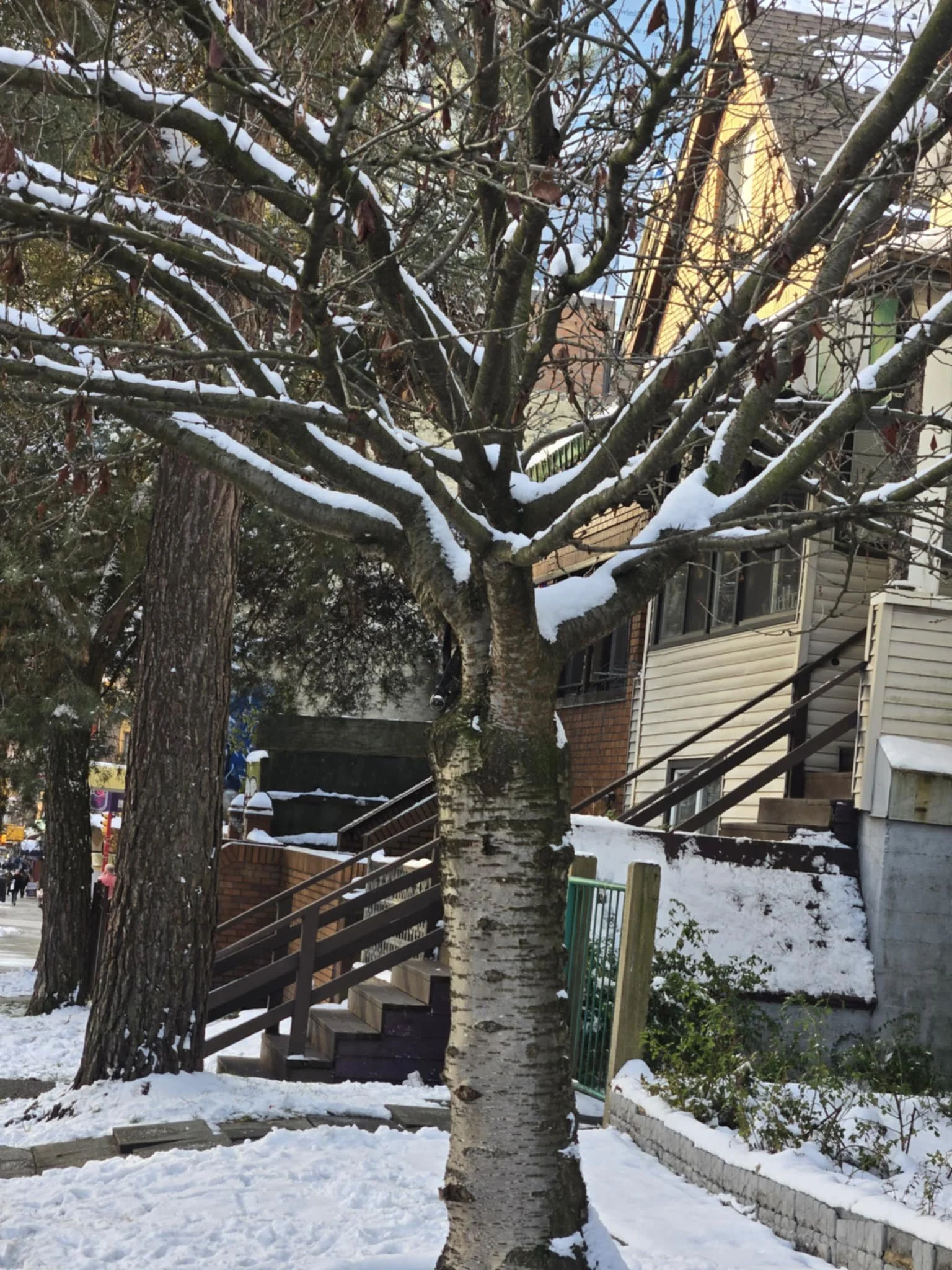A snowy tree in front of residential buildings with stairs, a sidewalk, and snow-covered ground.
