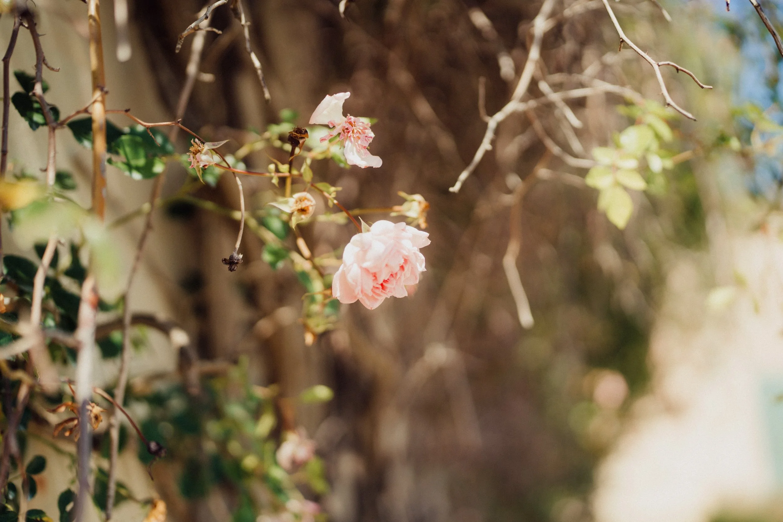 A close-up of a pink rose flower blooming on a vine.