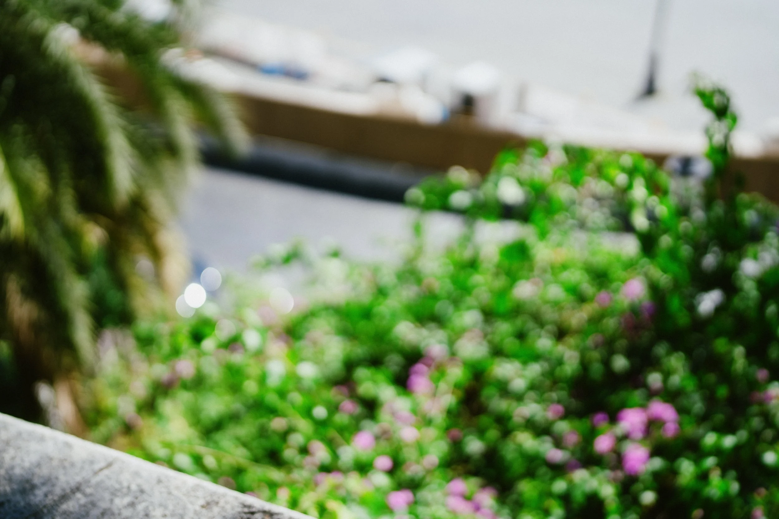 The image is blurry, showing green foliage and pink flowers in the foreground with a background of a wall or building and some objects on a surface.