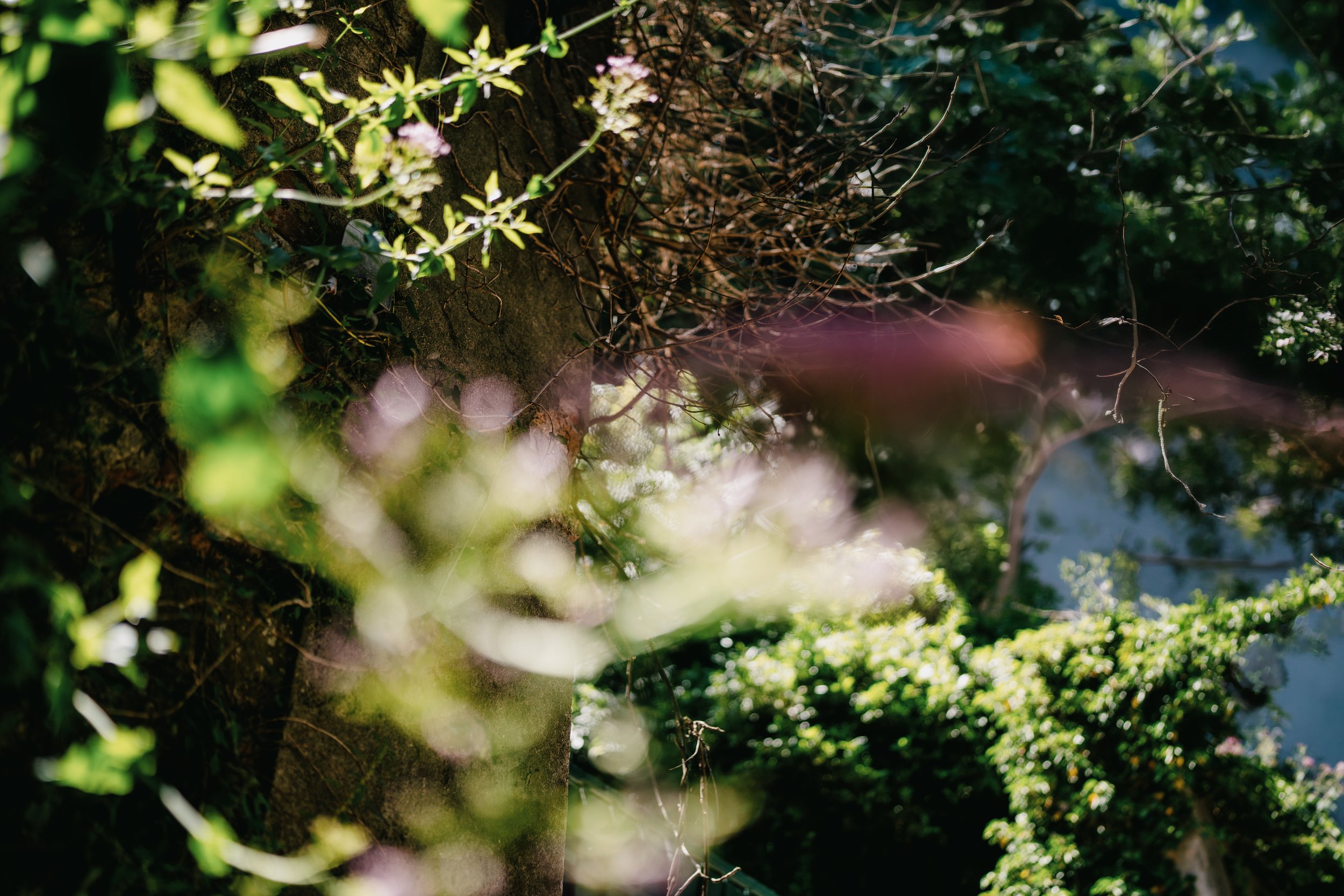 Close-up of a tree trunk with green and white climbing plants, some pinkish flowers, and sunlight filtering through the leaves.