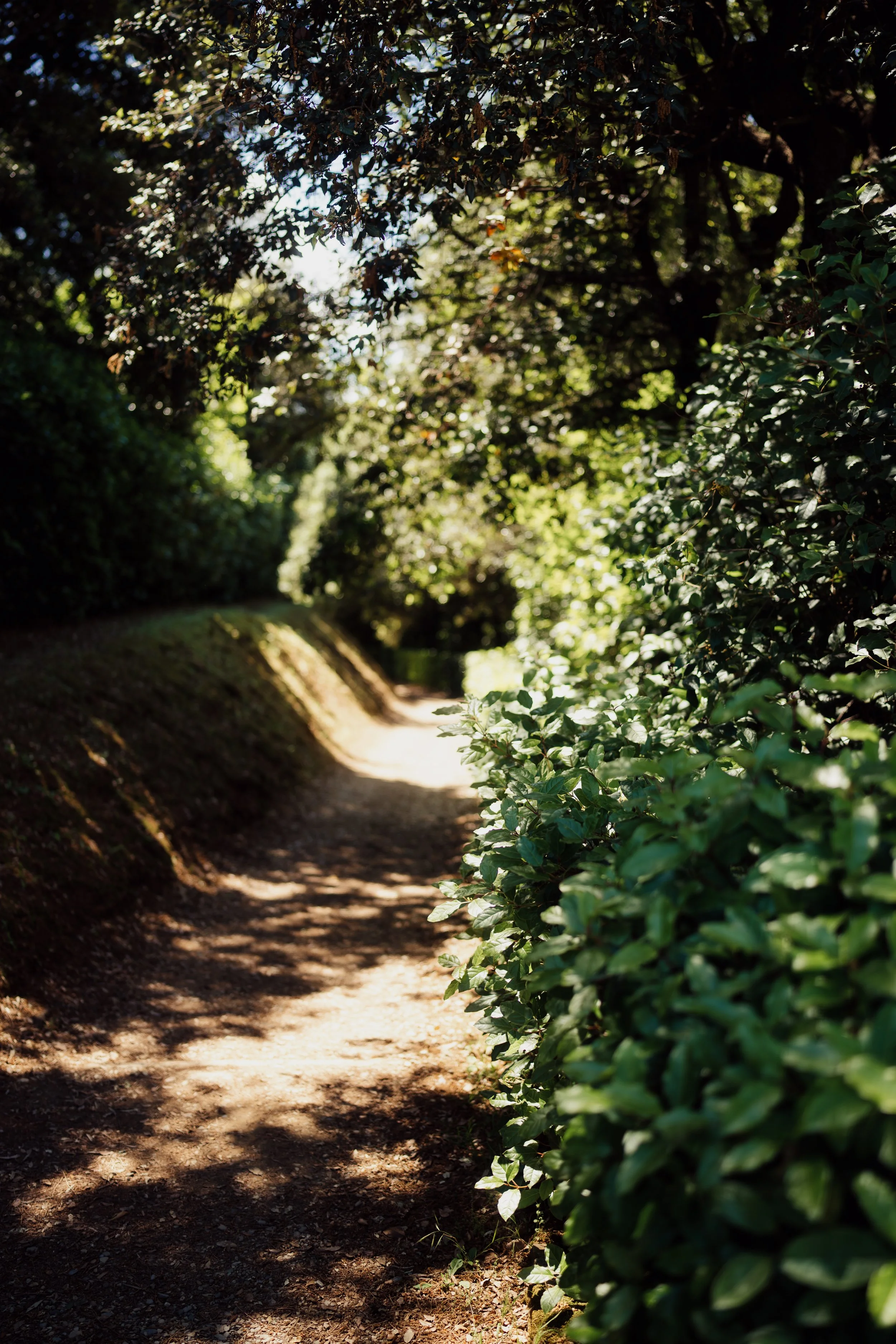 A narrow dirt path surrounded by green bushes and trees, with sunlight filtering through the leaves, creating shadows on the ground.