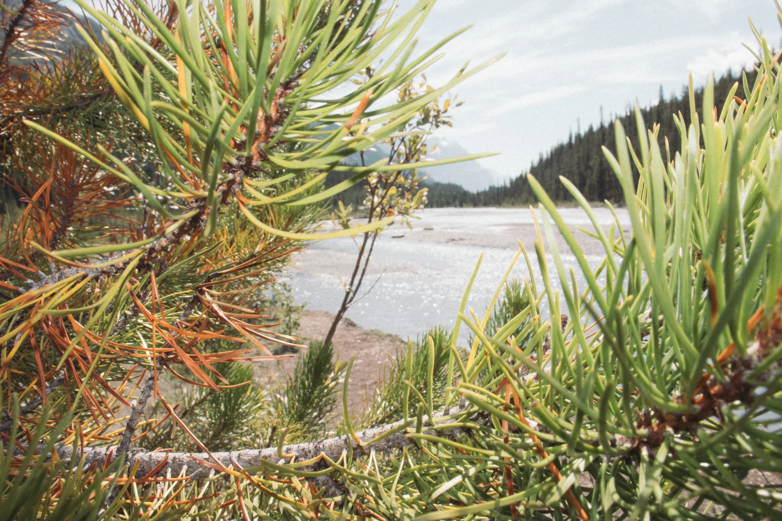 Close-up of green pine tree branches with a river, trees, and mountains in the background.
