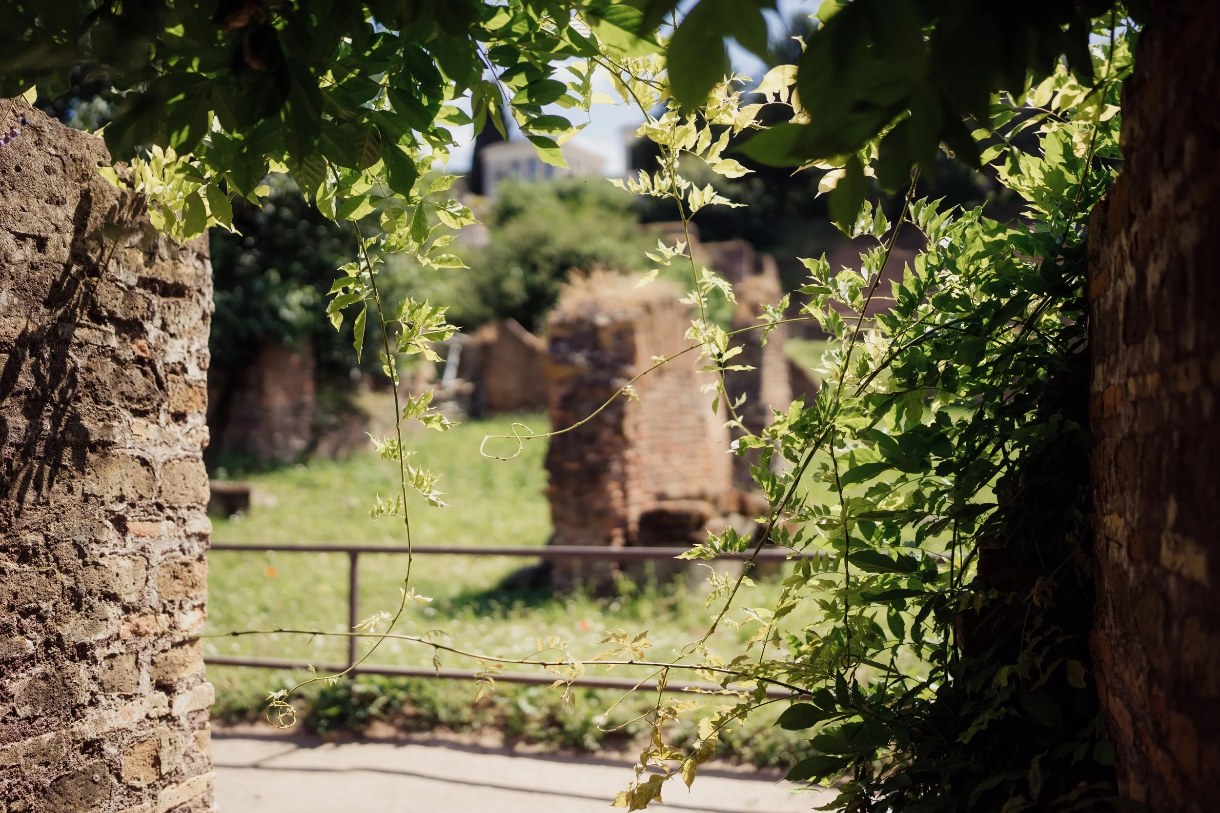 View of ancient brick ruins with green leafy vines in the foreground on a sunny day.