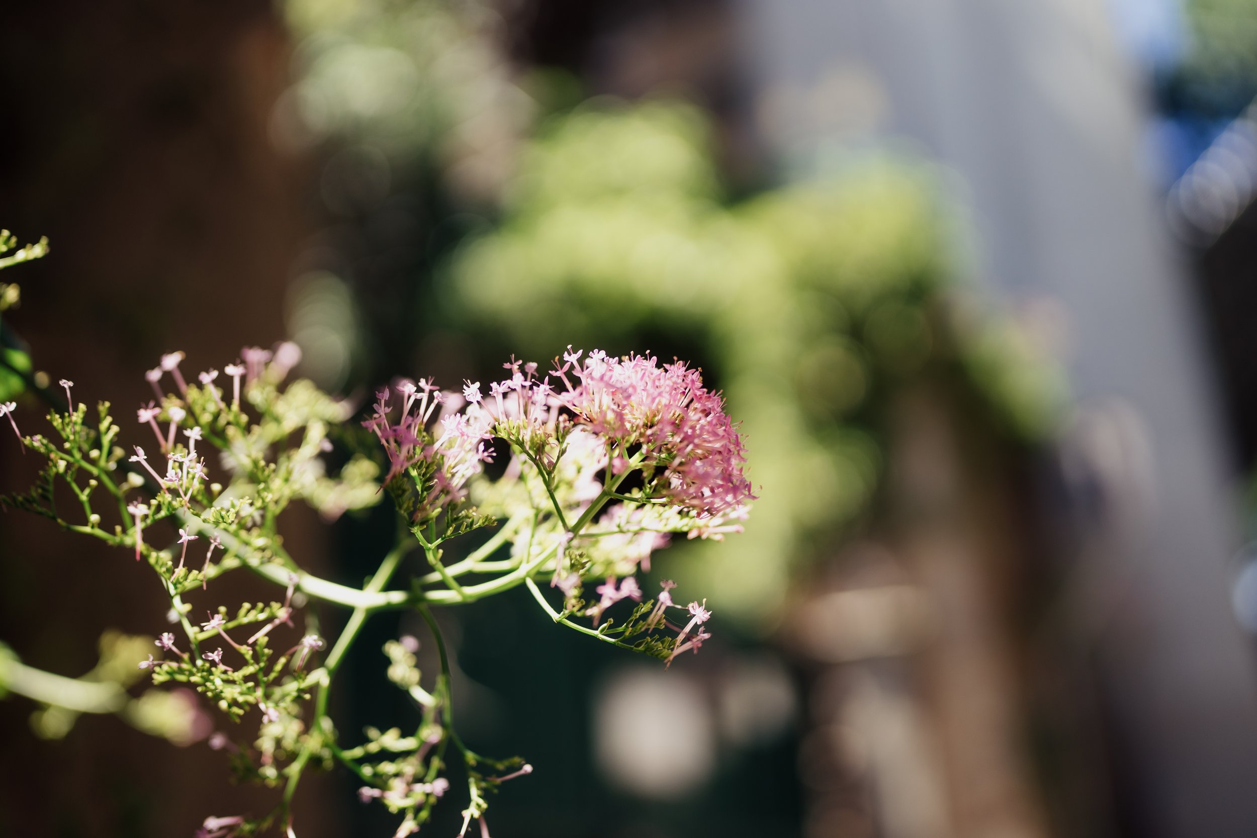 Close-up of pink flowers on a green plant with blurred background.